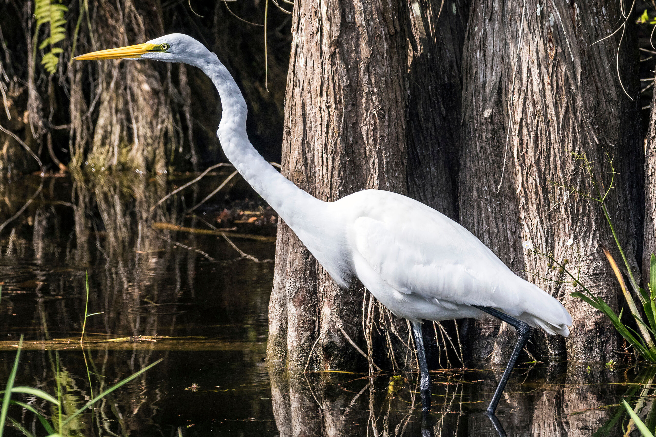 Florida Great Egret I've taken hundreds of photos of great egrets – they're beautiful birds. But I like the simplicity of this one: the bird...