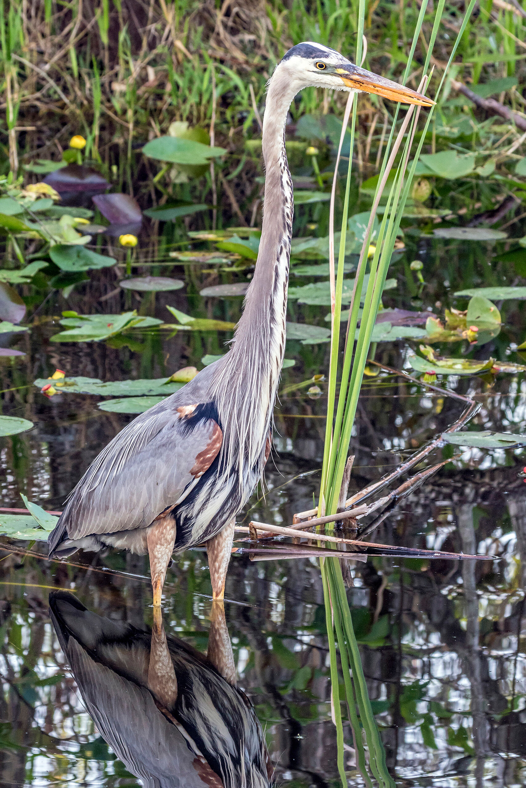Great Blue Heron at Shark Valley I never really thought about how adaptable some species are, until I'd seen them in environments as different from one another...