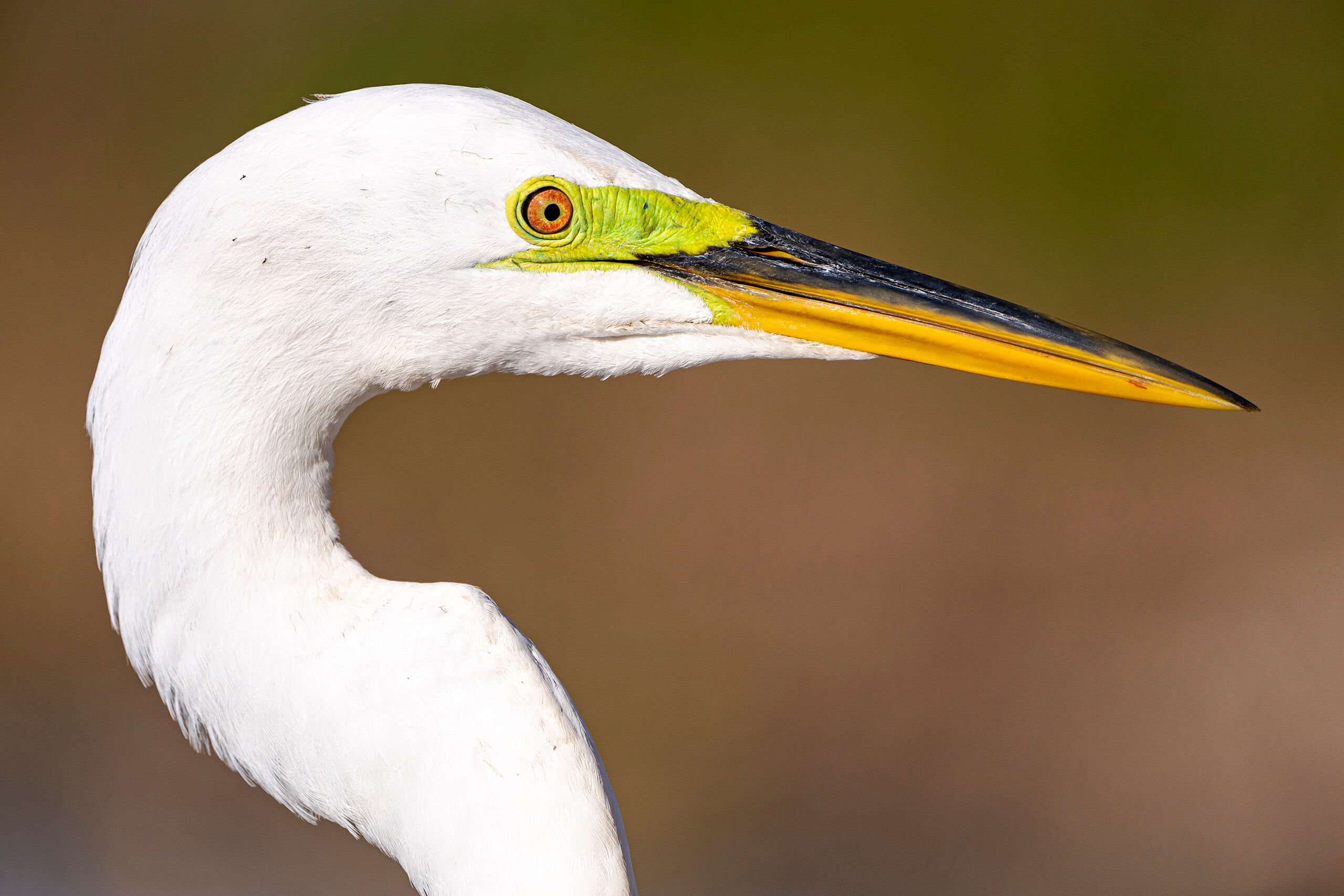 Great Egret Profile It seems that something like half of the photographers I run into while in Florida tend to show photos of deserted beaches, and...