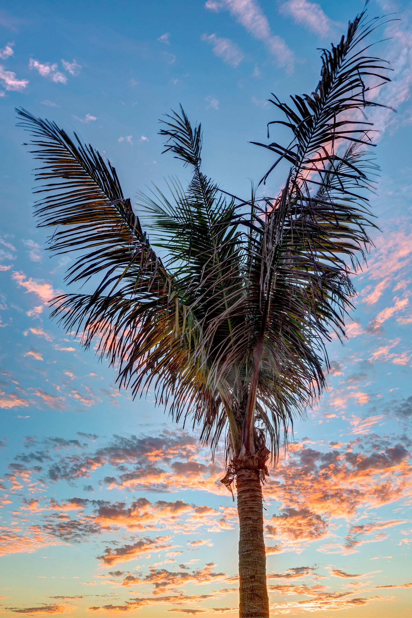 Palm Tree at Sunset Beautiful sunsets are far from rare in the Florida Keys. I was lucky enough to experience one in early February, 2017, when...