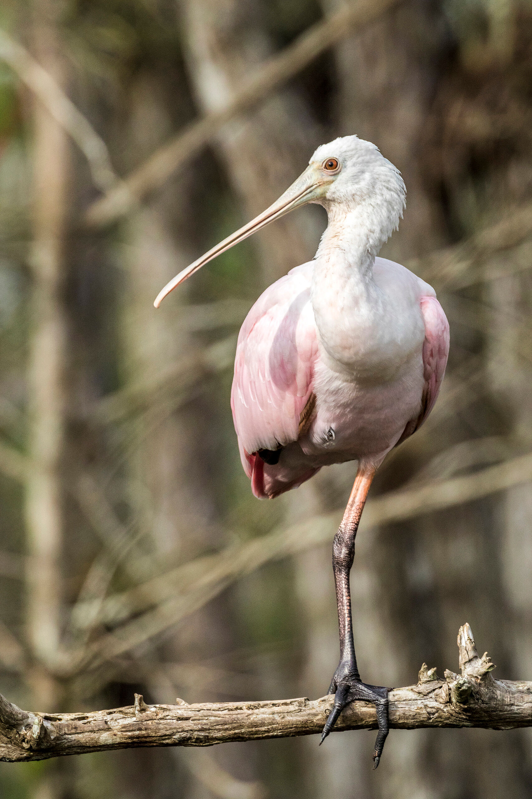 Perched Roseate Spoonbill A solitary roseate spoonbill resting in Big Cypress National Reserve, in Southern Florida.