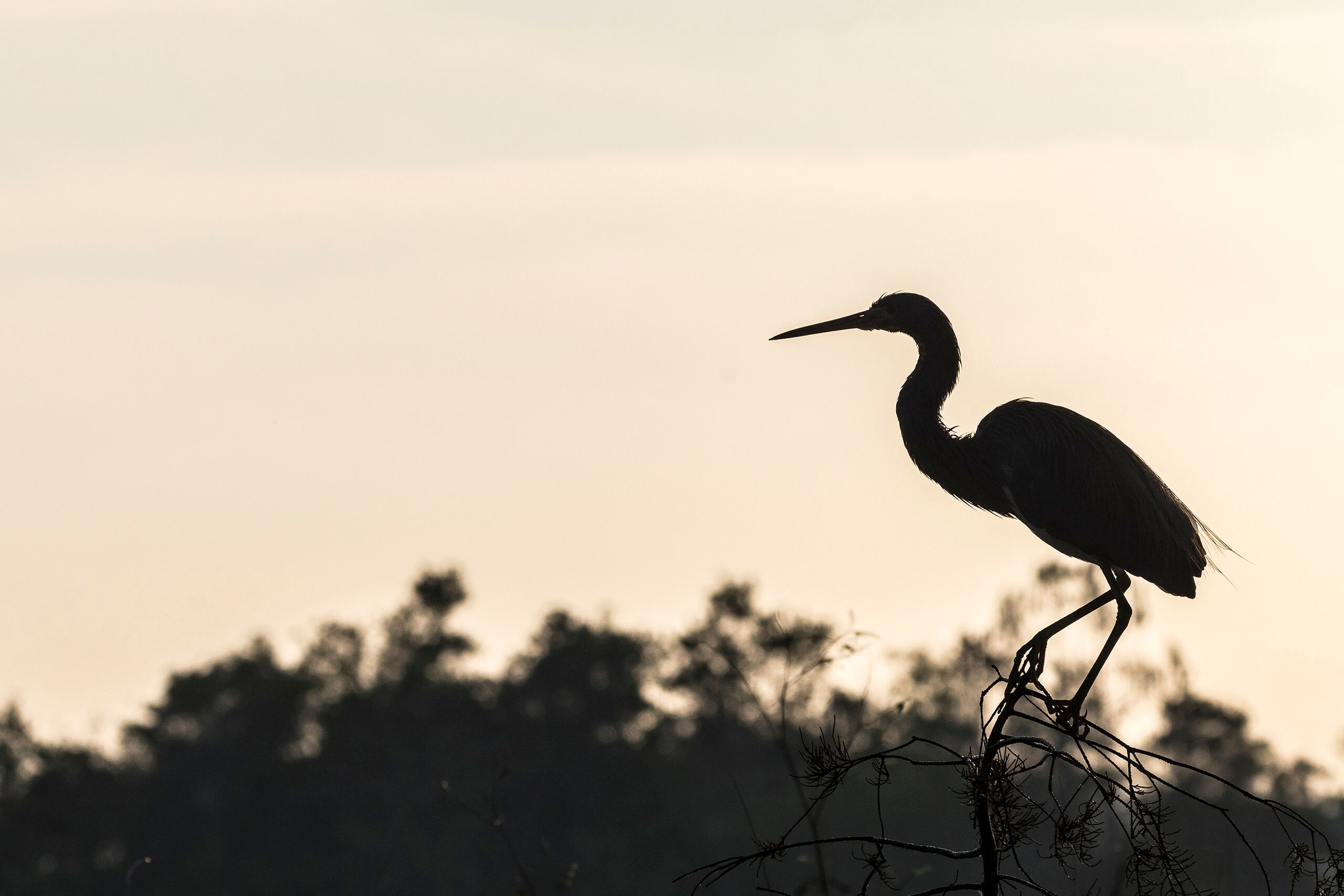 Preparing for Takeoff Everglades National Park, in south Florida, is a wonderful place to go for bird photography. Enough people visit the area that...