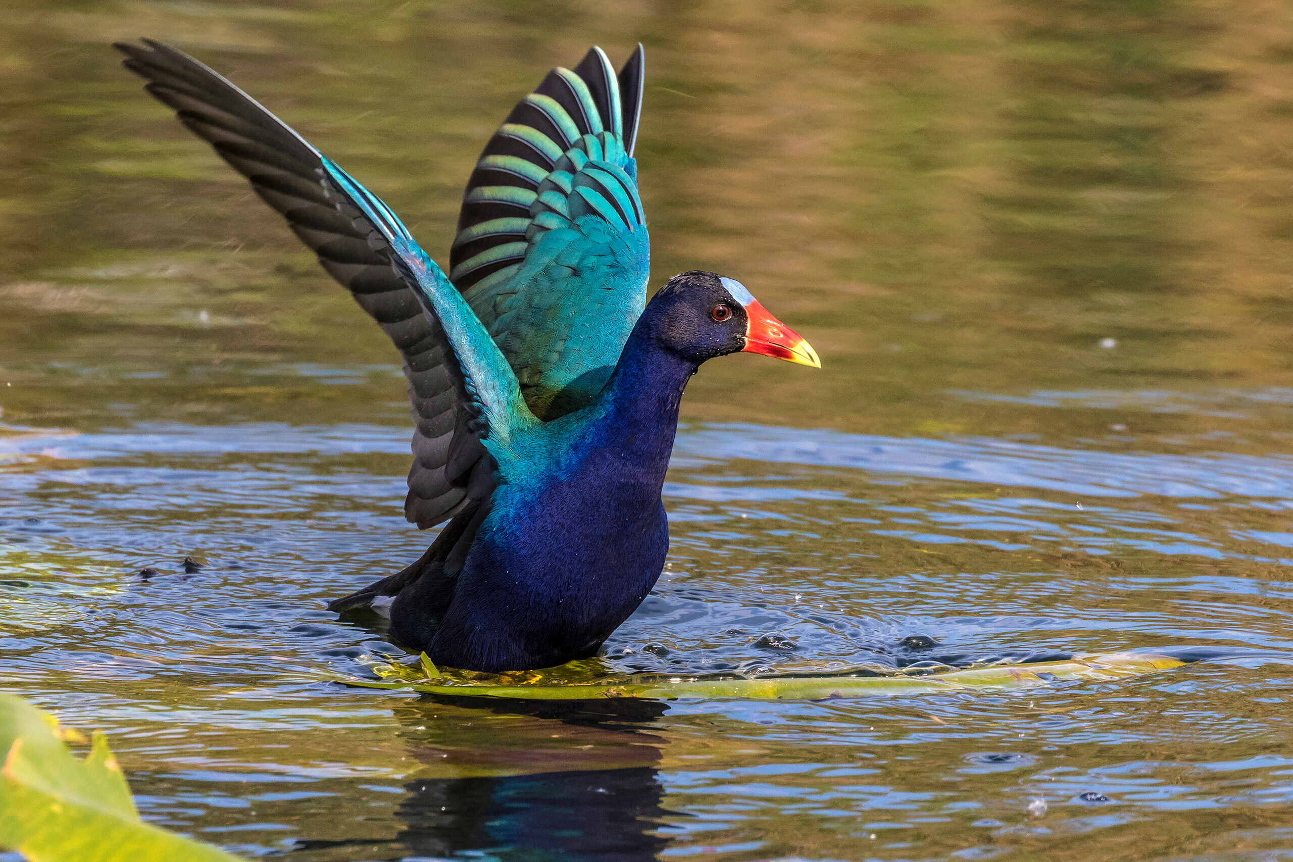 Purple Gallinule Purple Gallinules are, as one might guess by observing their ridiculously bright plumage, not particularly common in the United...
