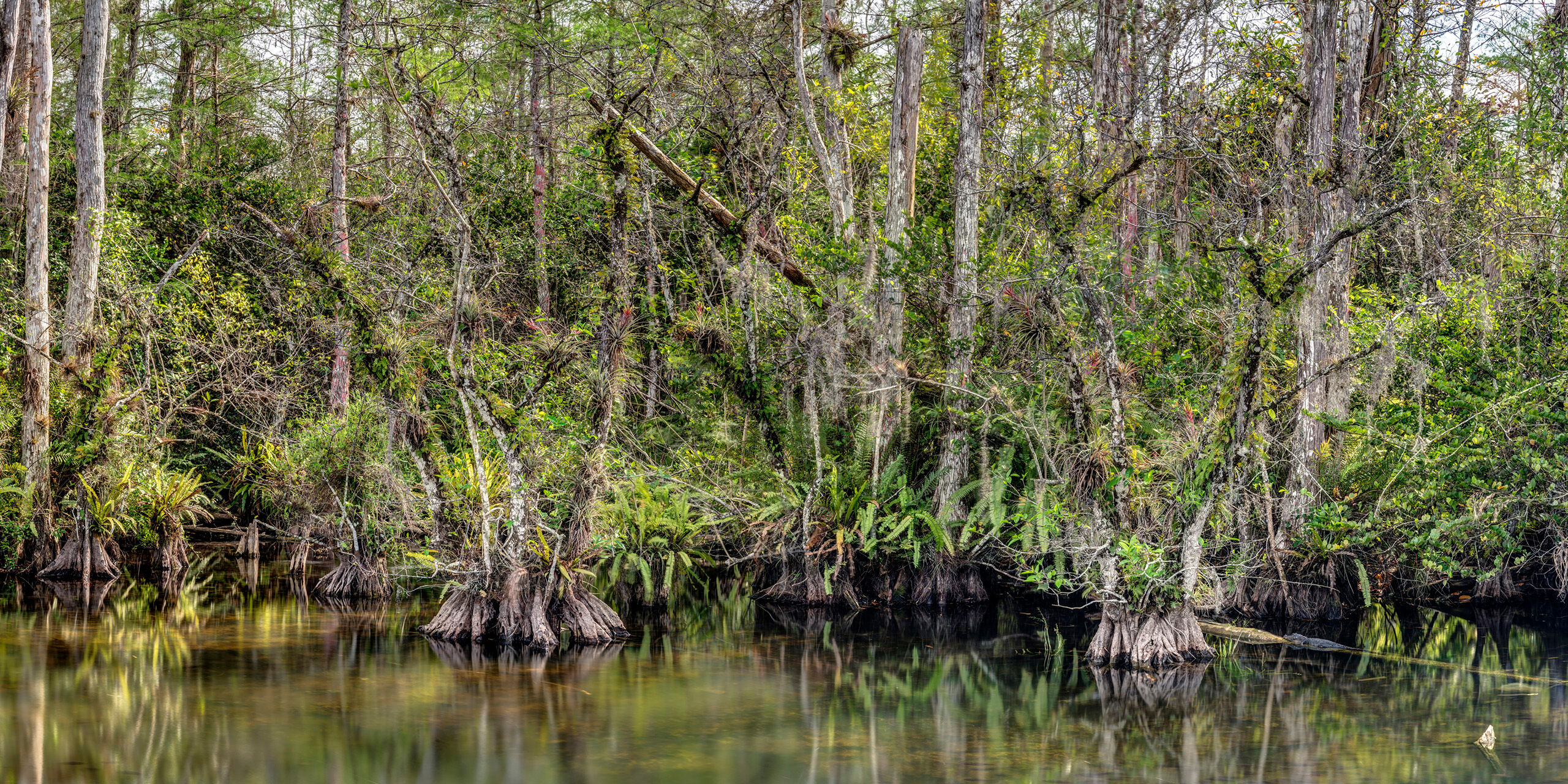 Roadside Swamp Highway 41 is the southernmost road in Florida that connects the East and West coasts. There is a small detour along Highway...
