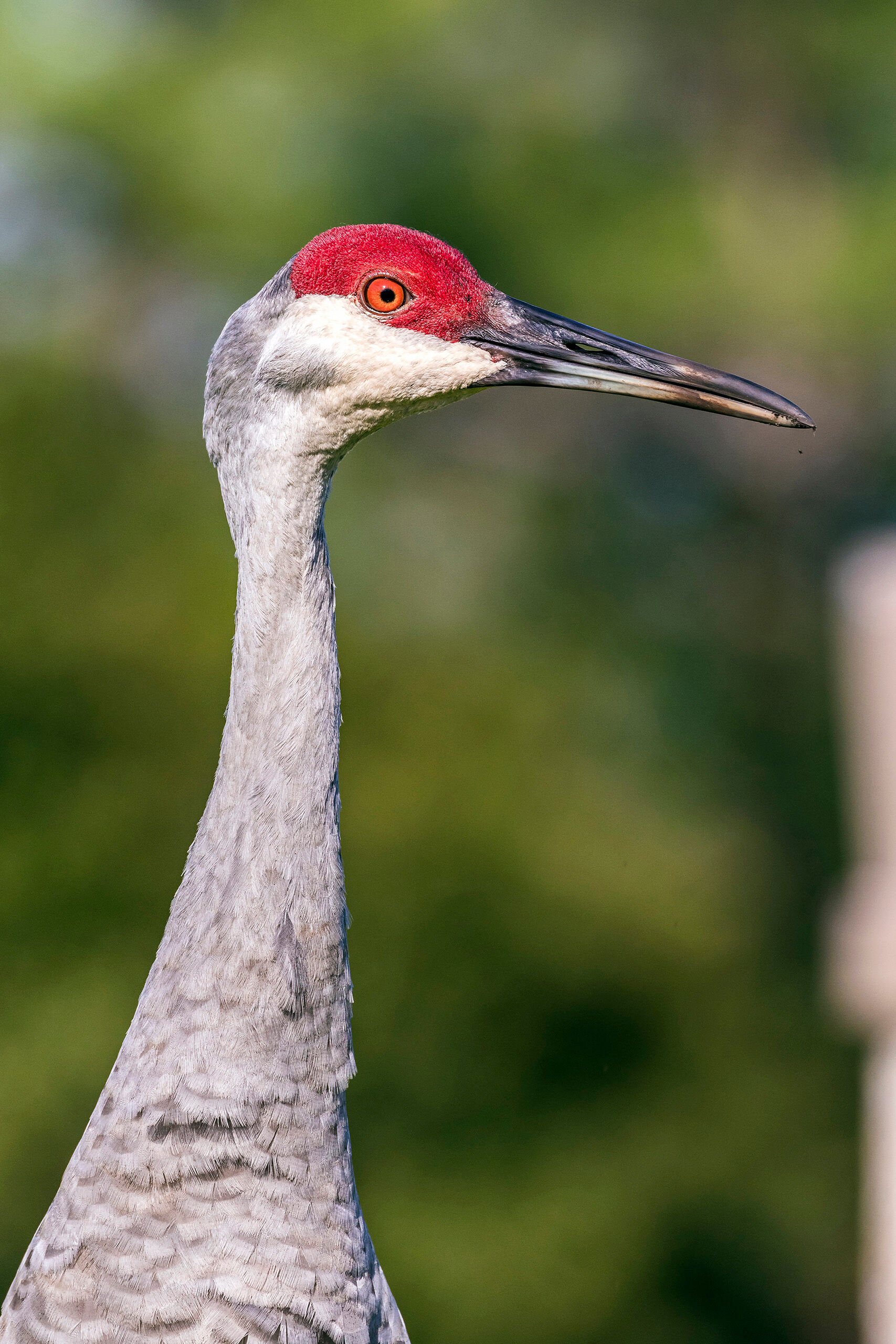 Sandhill Crane Profile I took this photo en route to an art show in Miami, Florida. I had pulled over to simply stretch my legs, and spotted two beautiful...