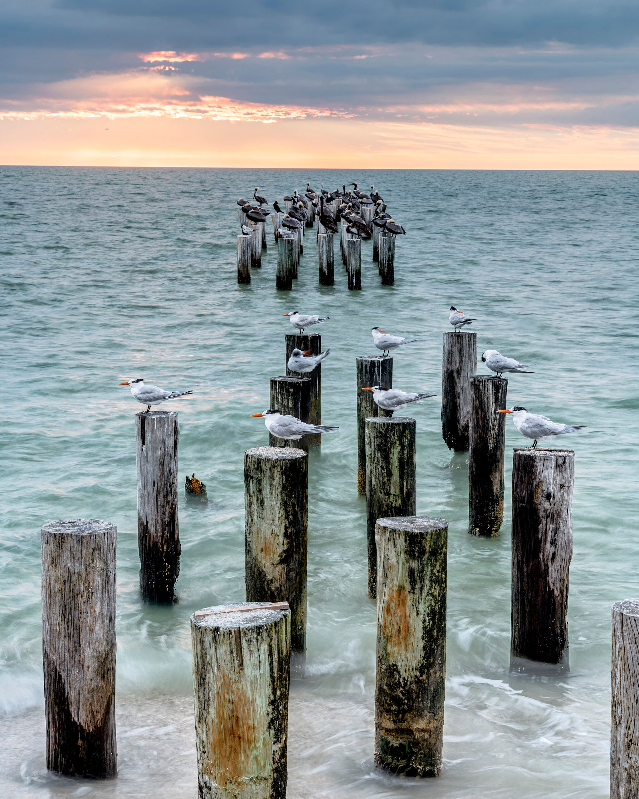Sea Birds at Abandoned Pier Naples, Florida, has a beautiful beach that is usually crowded with both people and seabirds. I found the remnants of an old...