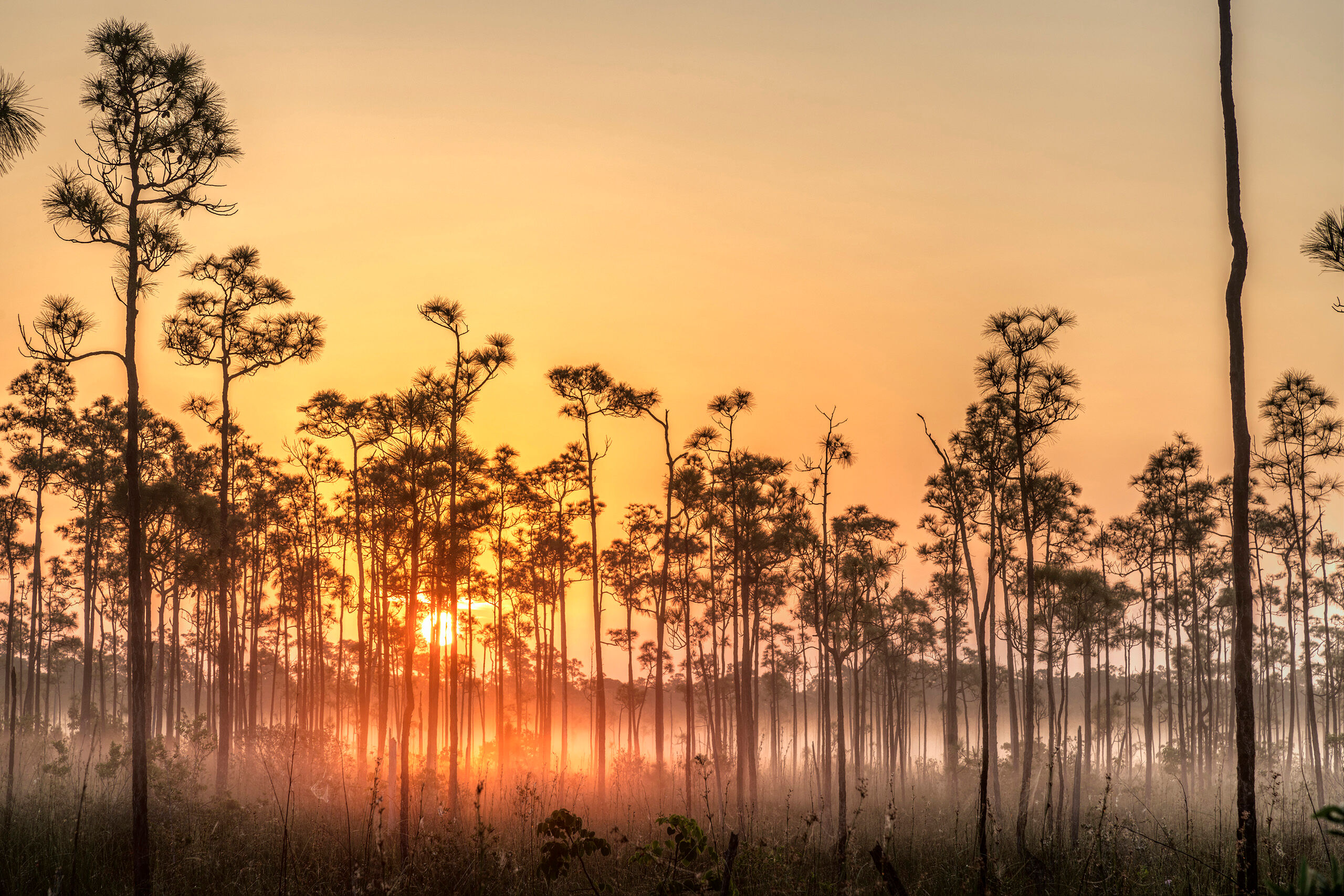 Sunrise in the Everglades I don't typically point my camera towards the sun at either sunrise or sunset. I prefer to have the sun behind me, or coming...