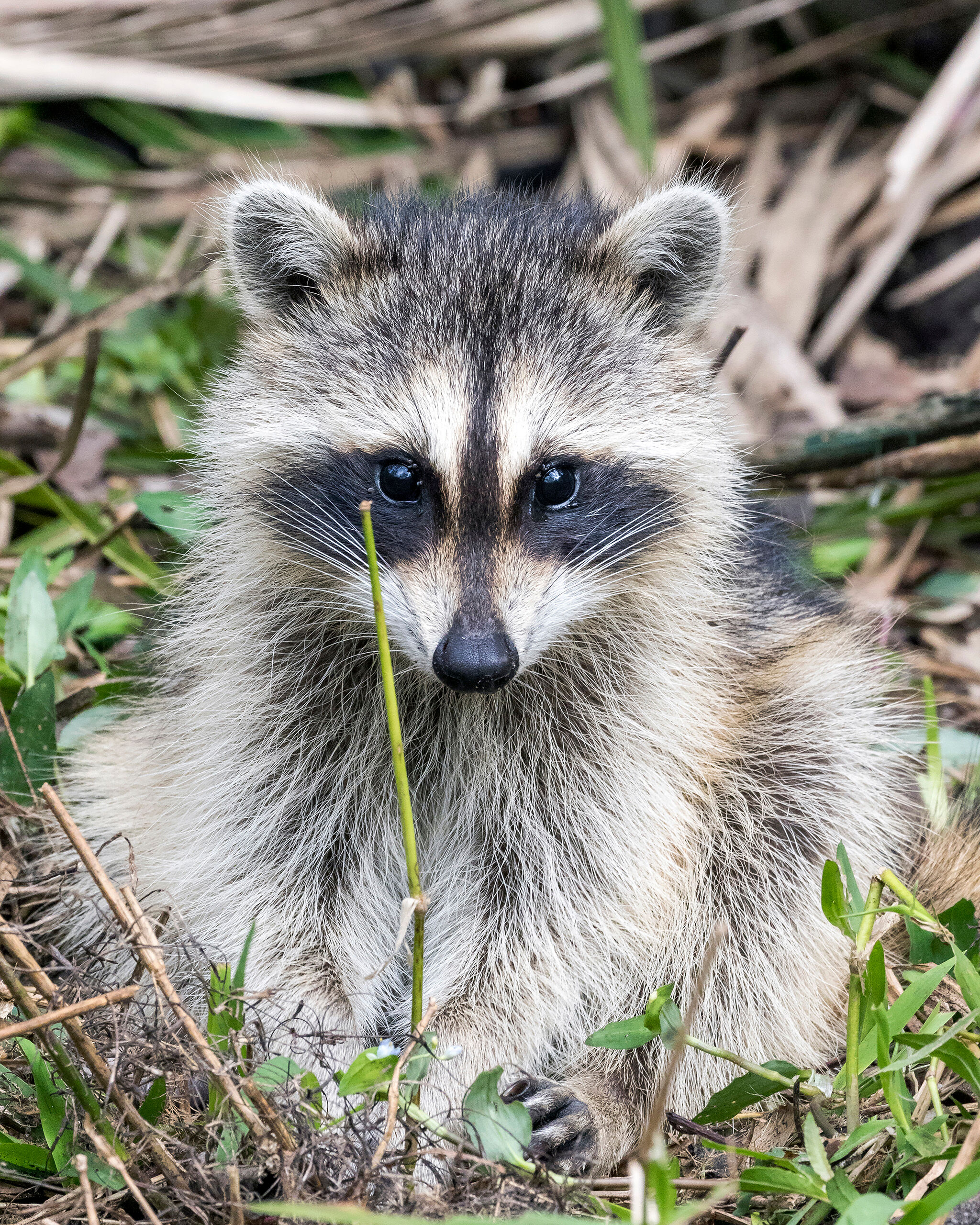 Young Raccoon I went to the Audubon Society's Corkscrew Swamp Sanctuary in January, 2017, after having read an article about painted buntings...