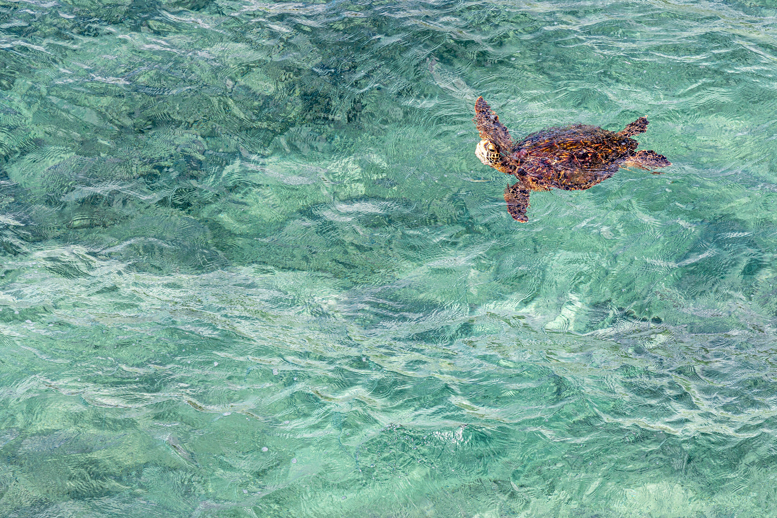 Coming up for Air Green sea turtles are on the IUCN's endangered list, but you wouldn't guess that after spending time in Hawai'i. They're fairly...