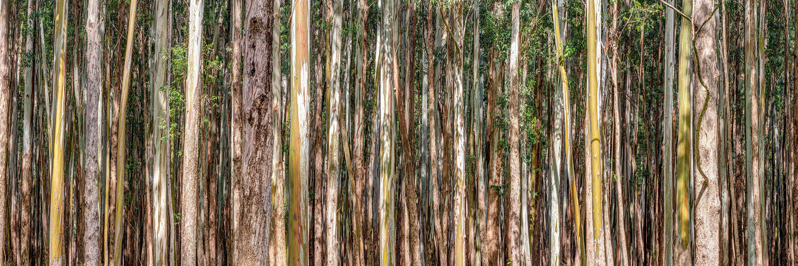 Eucalyptus Panorama There are more than 90 eucalyptus tree species on Hawai'i, but I couldn't begin to guess which species these are. The simple...