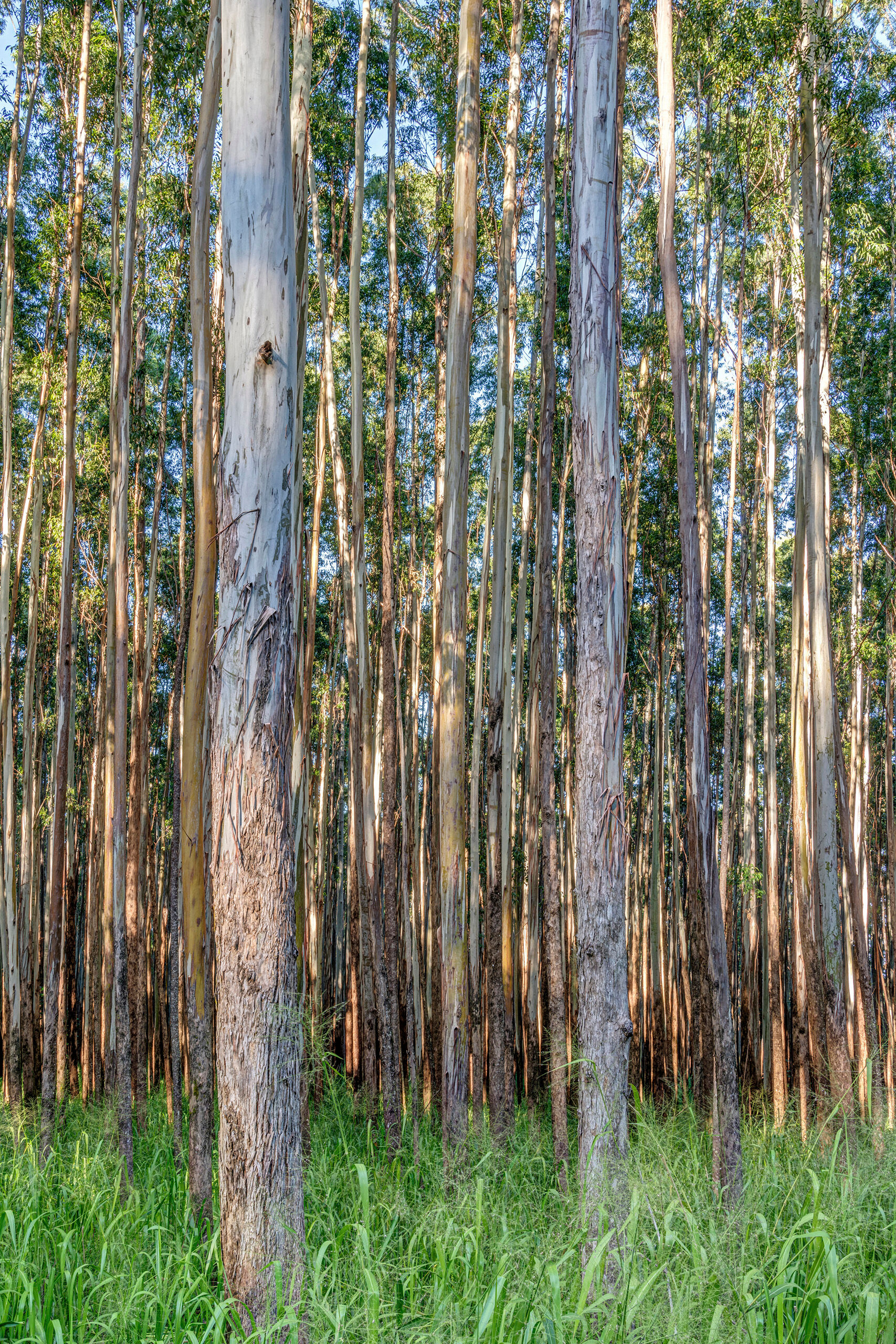 Eucalyptus Portrait I spent five days of a two week Hawai'i photo trip on the Big Island, and it, along with Kaua'i, turned out to be my favorites...