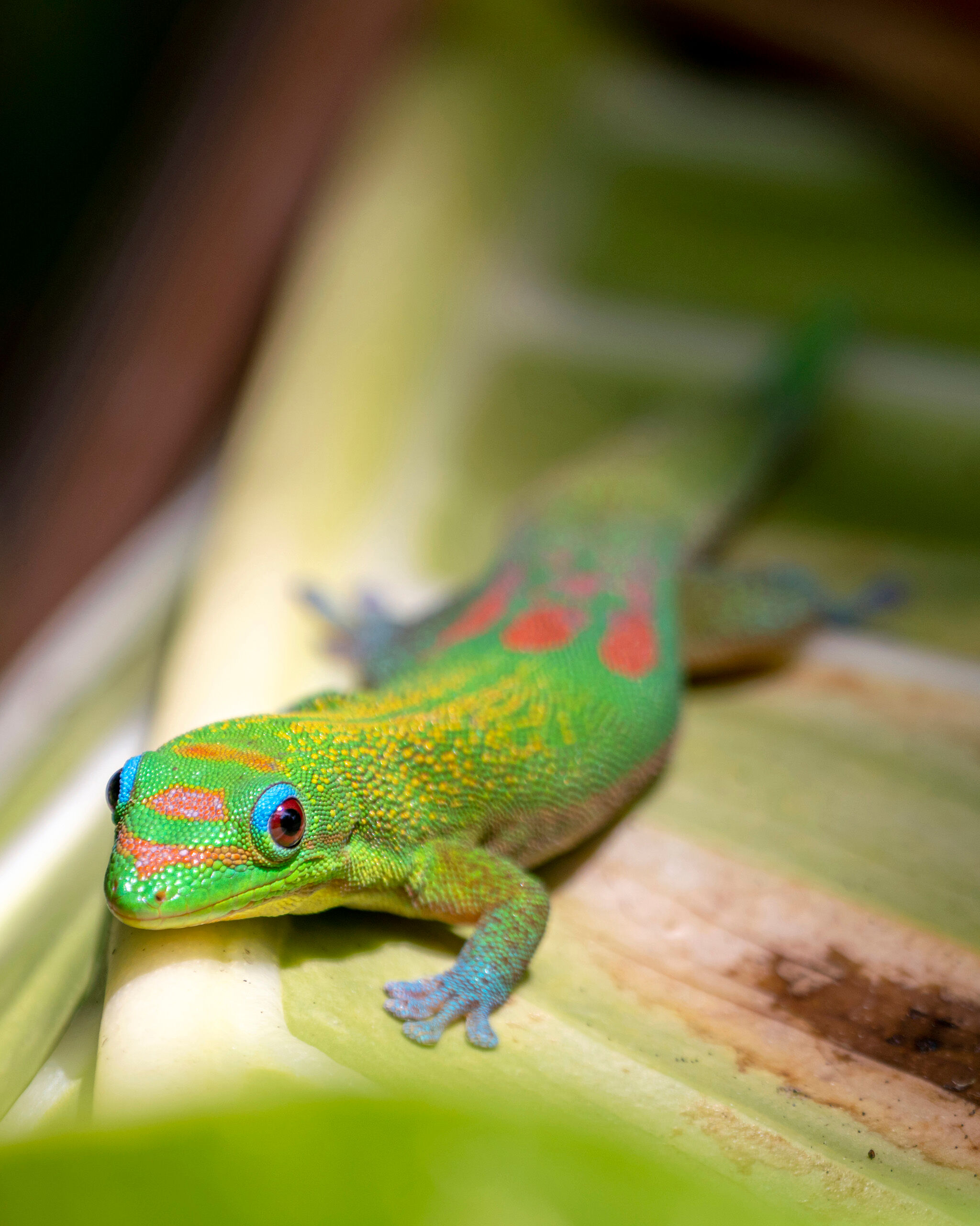 Gold Dust Day Gecko I went to Hawai'i in late 2018 with the goal of photographing some inspiring and colorful beach scenes, hopefully some waterfalls...