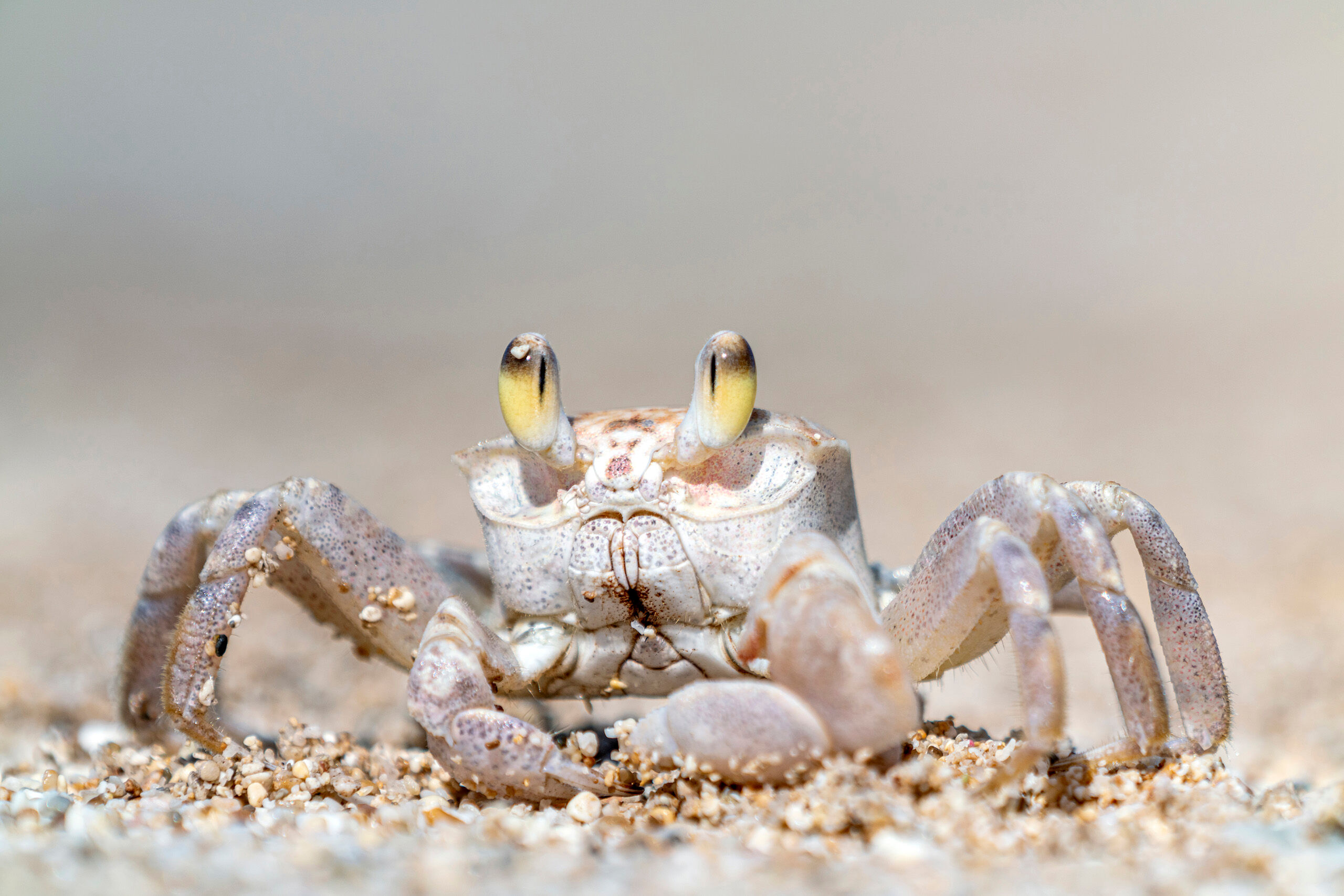 Little Guy Although this photo makes this crab look fairly large, I took it with a telephoto lens, and in reality, he was probably only...