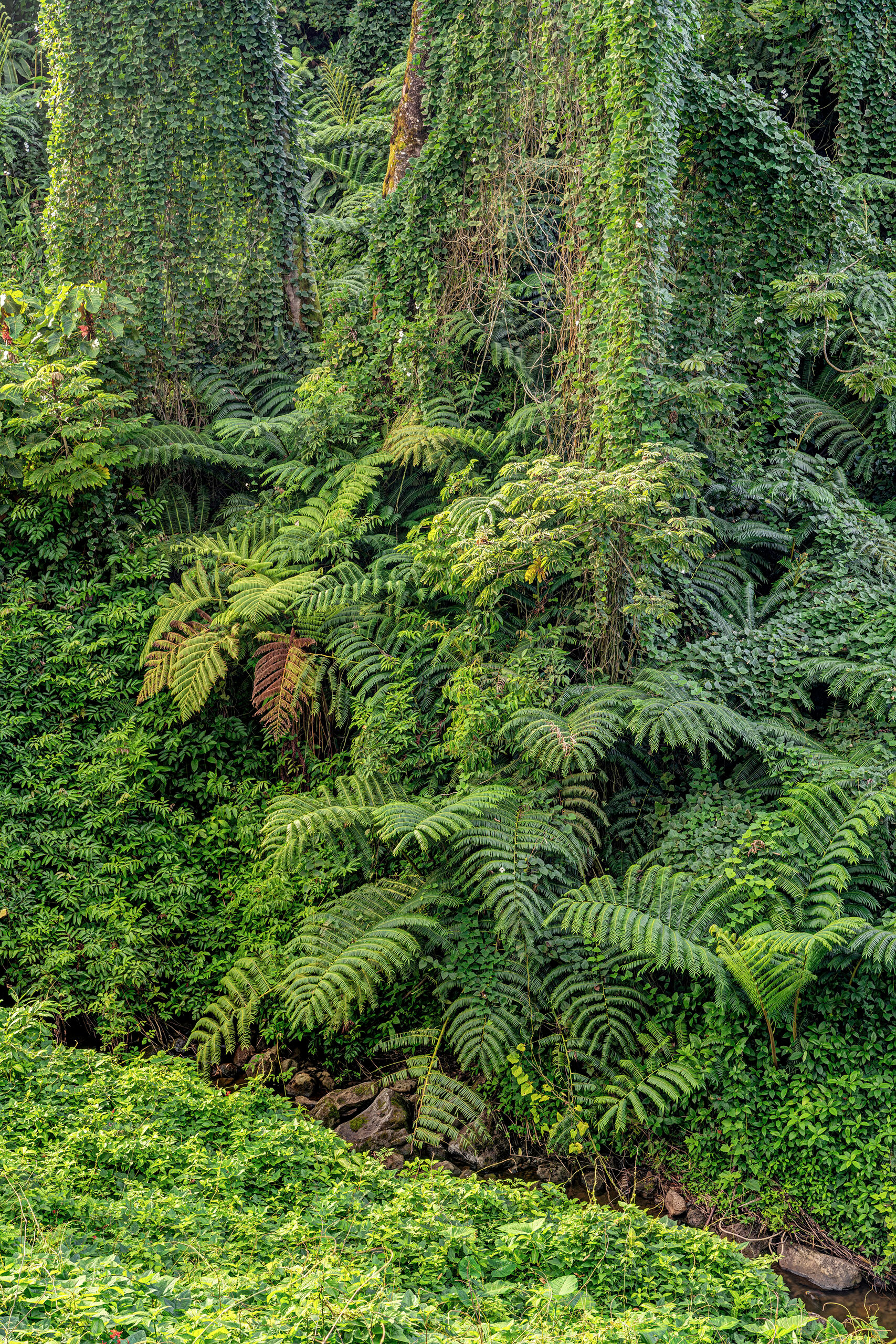 Lush The Big Island of Hawai'i is actually pretty big, and while I had specific plans to see a number of specific places during my...