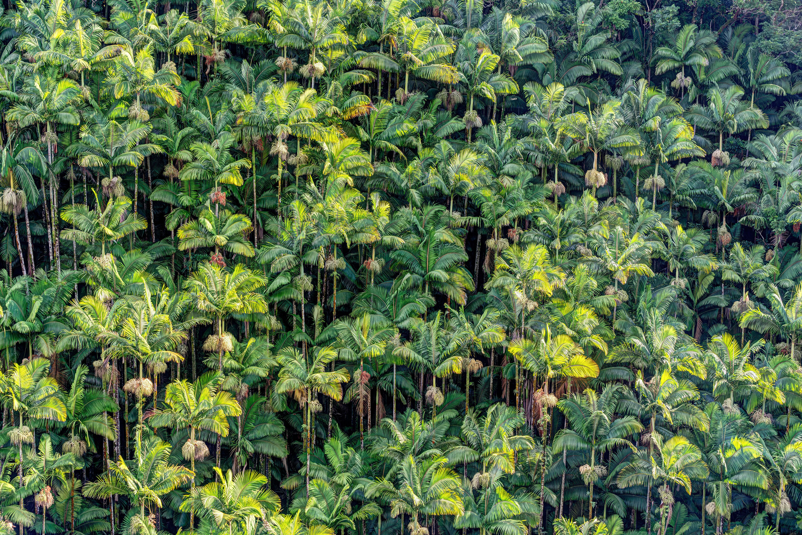 Palm Tree Forest I spent five days of a two week Hawai'i photo trip on the Big Island, and it, along with Kaua'i, turned out to be my favorites...