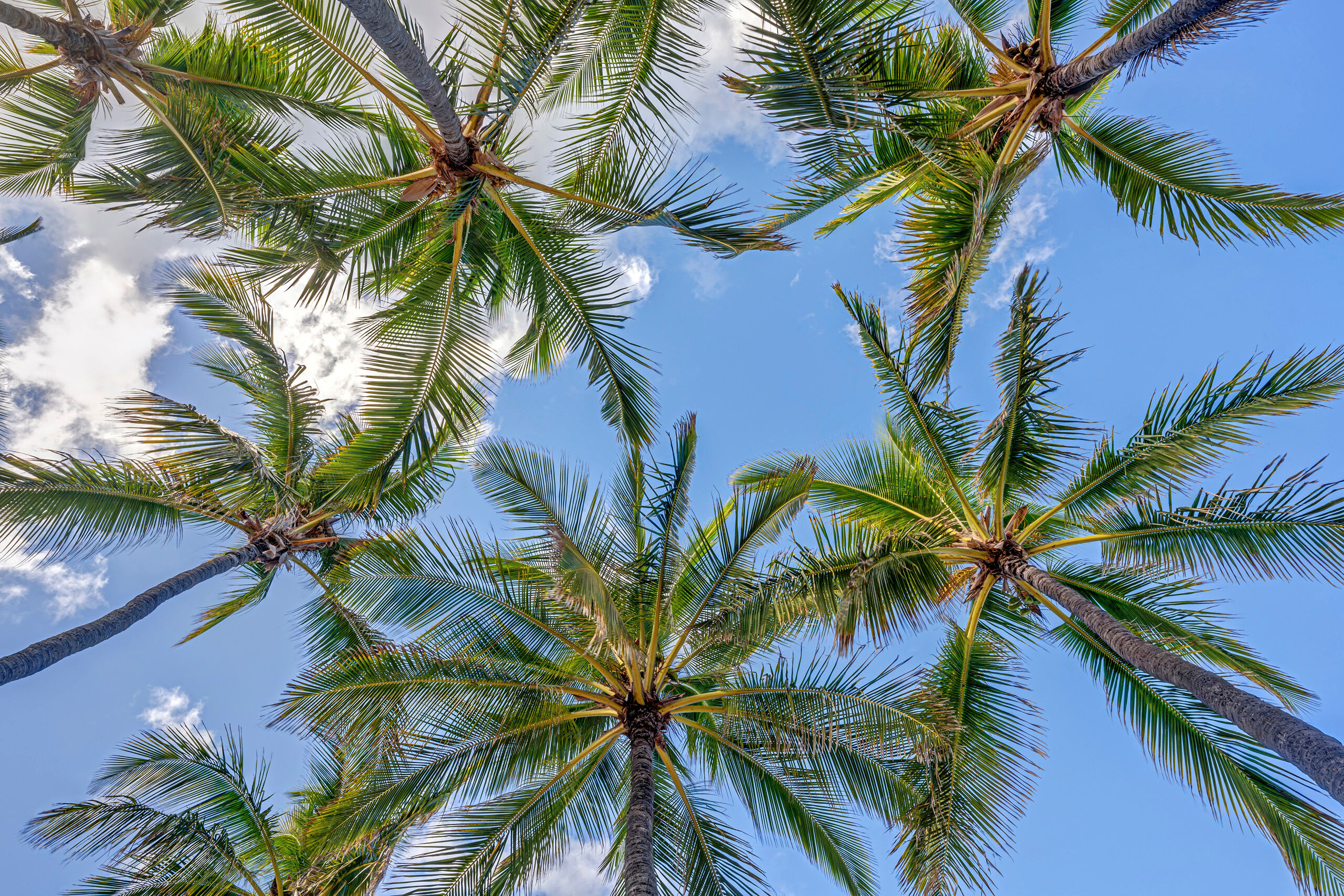Through the Palms The last day of my two-week Hawaiian photo journey in late 2018 was spent on Makalawena Beach, on the Big Island. It was an ideal...