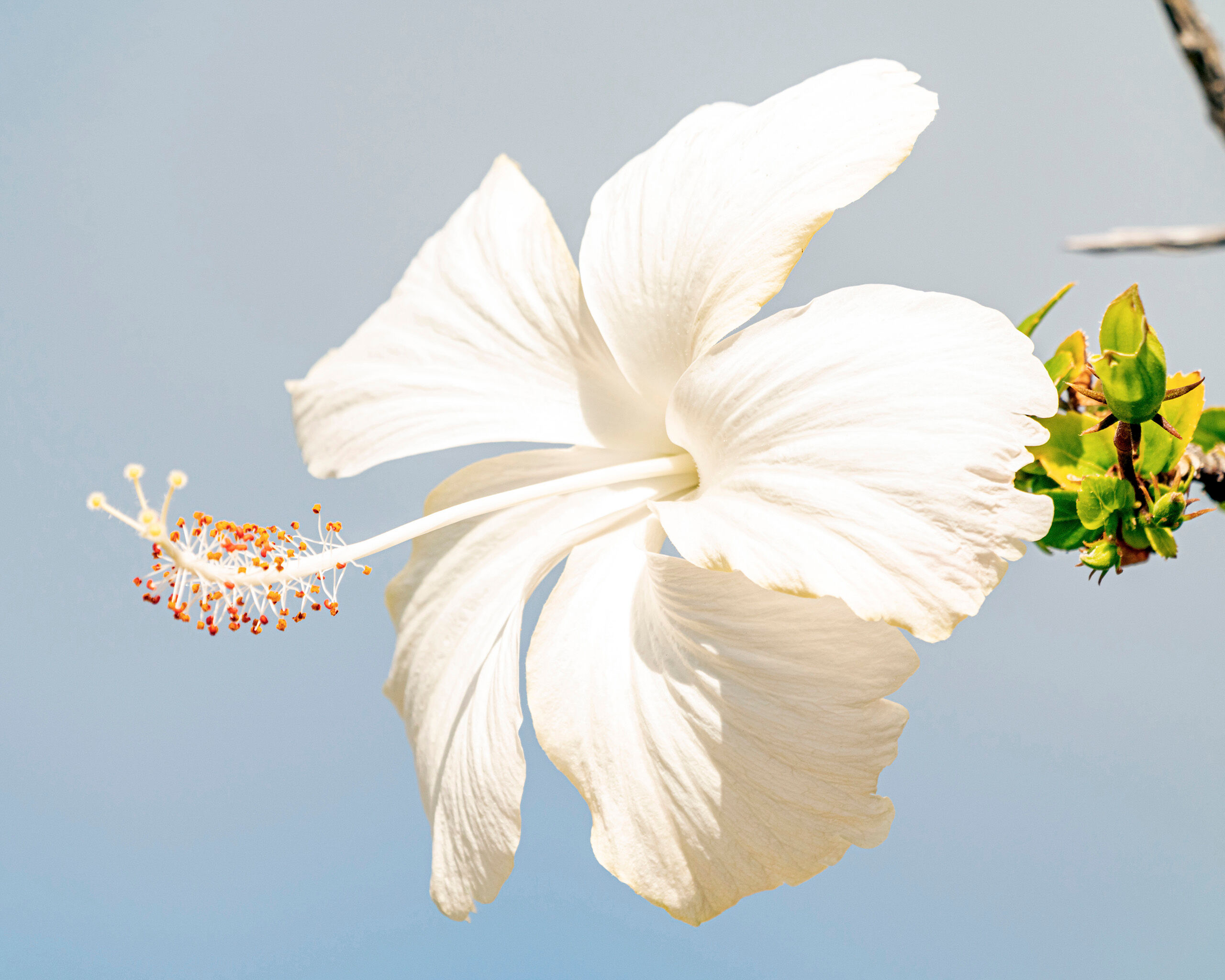 White Hibiscus Although I enjoy photographing flowers, I rarely go out of my way to do so. But when I came across this big, beautiful hibiscus...