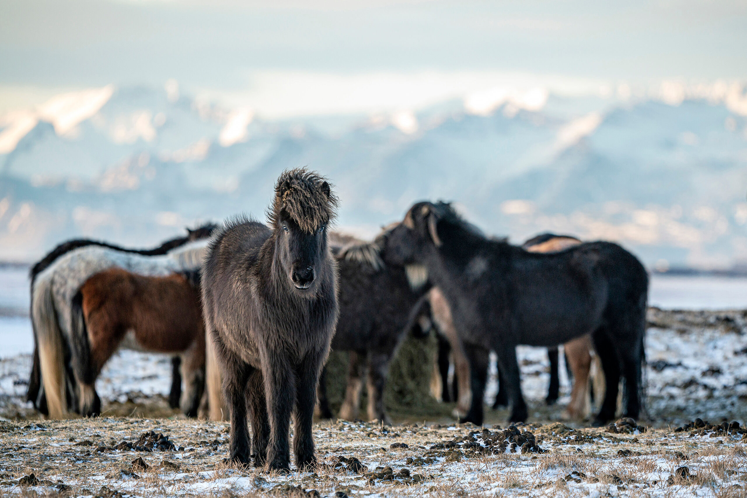Horses or Ponies? For animal photography, I much prefer wildlife to domesticated animals. That said, I do enjoy photographing Icelandic horses....