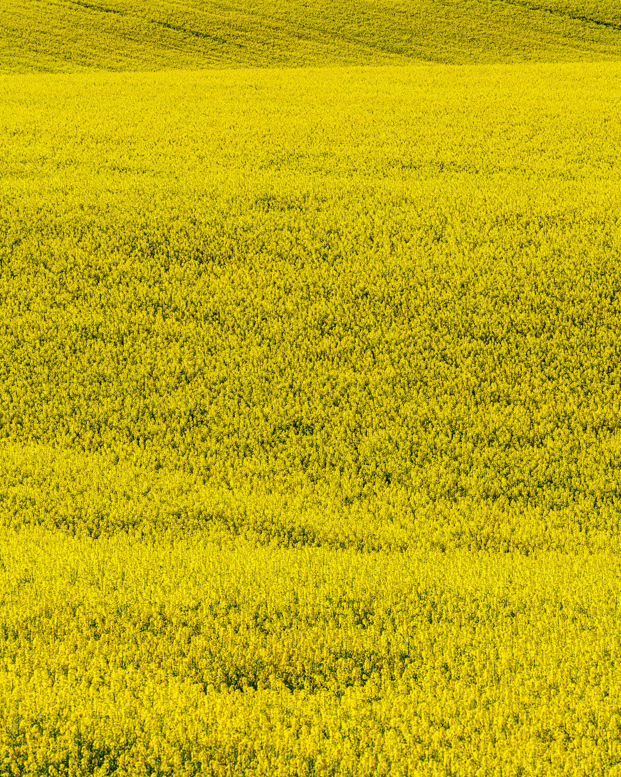 Canola Portrait Most of my photography focuses on nature – as uninfluenced by man as possible, and it tends to gravitate towards grand...