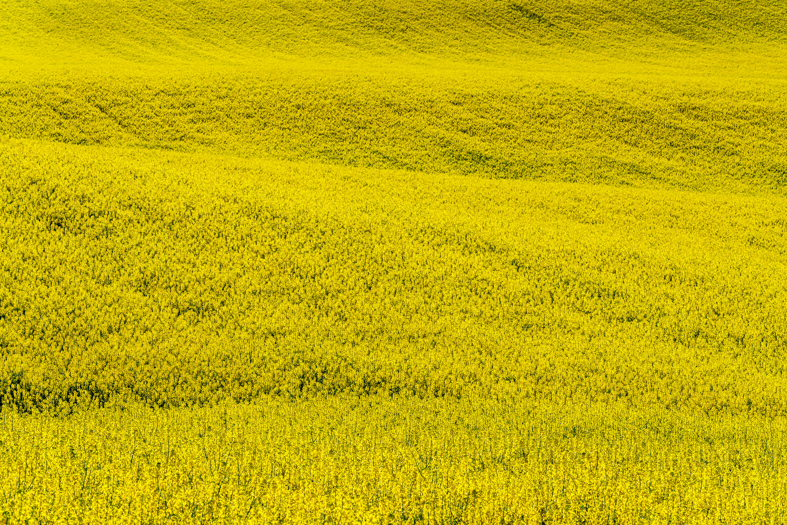 Rolling Canola Most of my photography focuses on nature – as uninfluenced by man as possible, and it tends to gravitate towards grand...