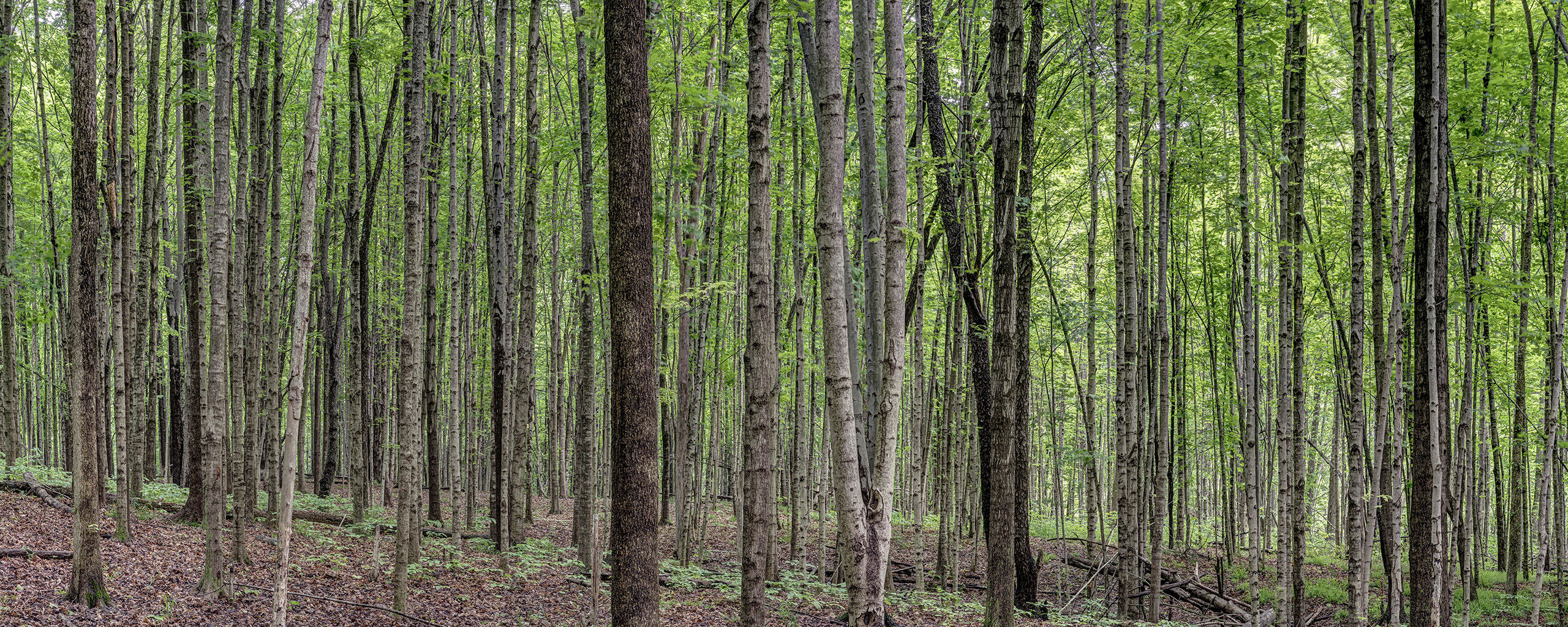 Hardwood Panorama 3 I was passing through Indiana in 2022, and stopped at Chain O Lakes State Park for a nice, relaxing place to camp. I didn't expect...