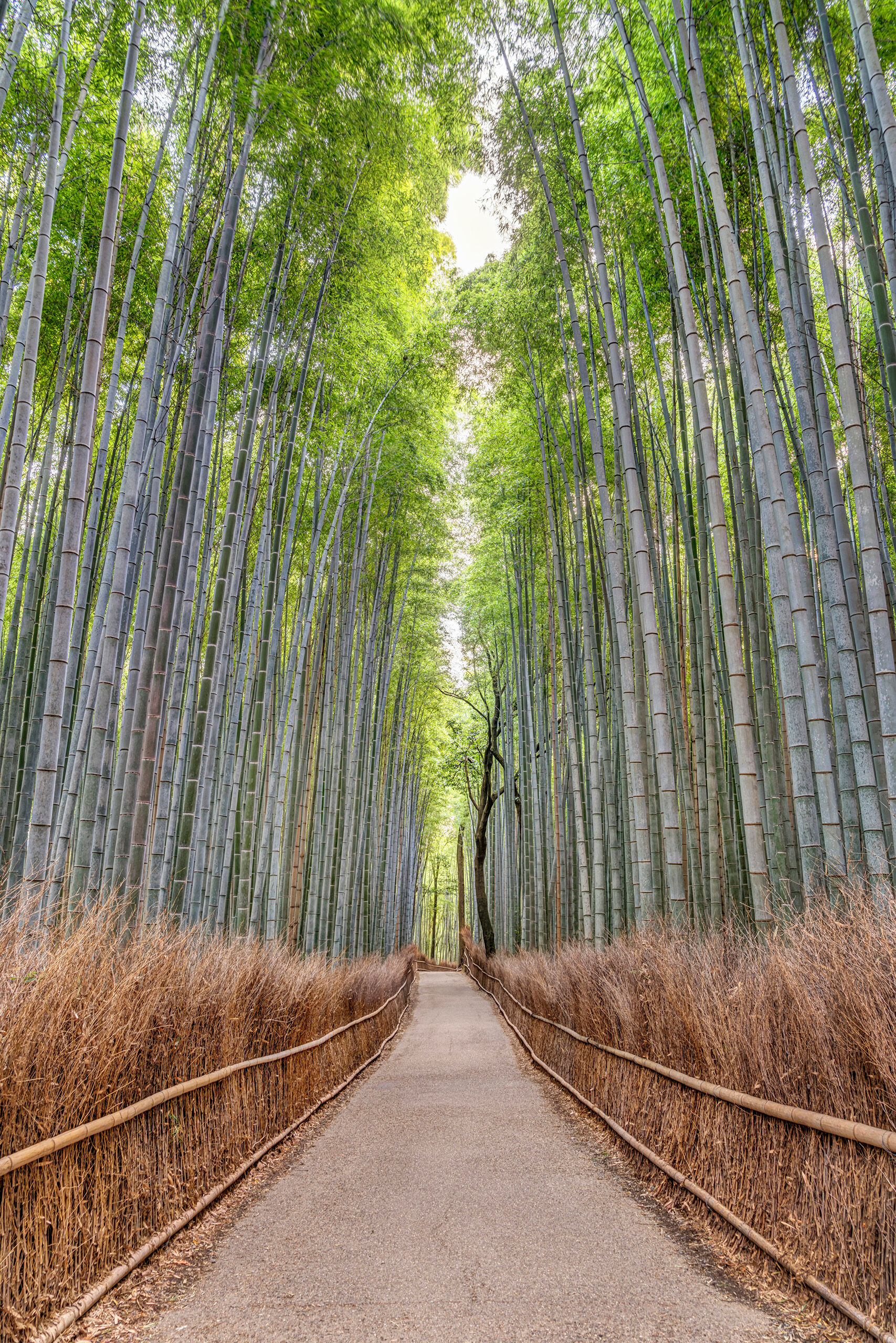 Arashyama Portrait The Arashiyama Bamboo Forest, in Kyoto, is one of the most popular spots for photographers in all of Japan, and for good reason...