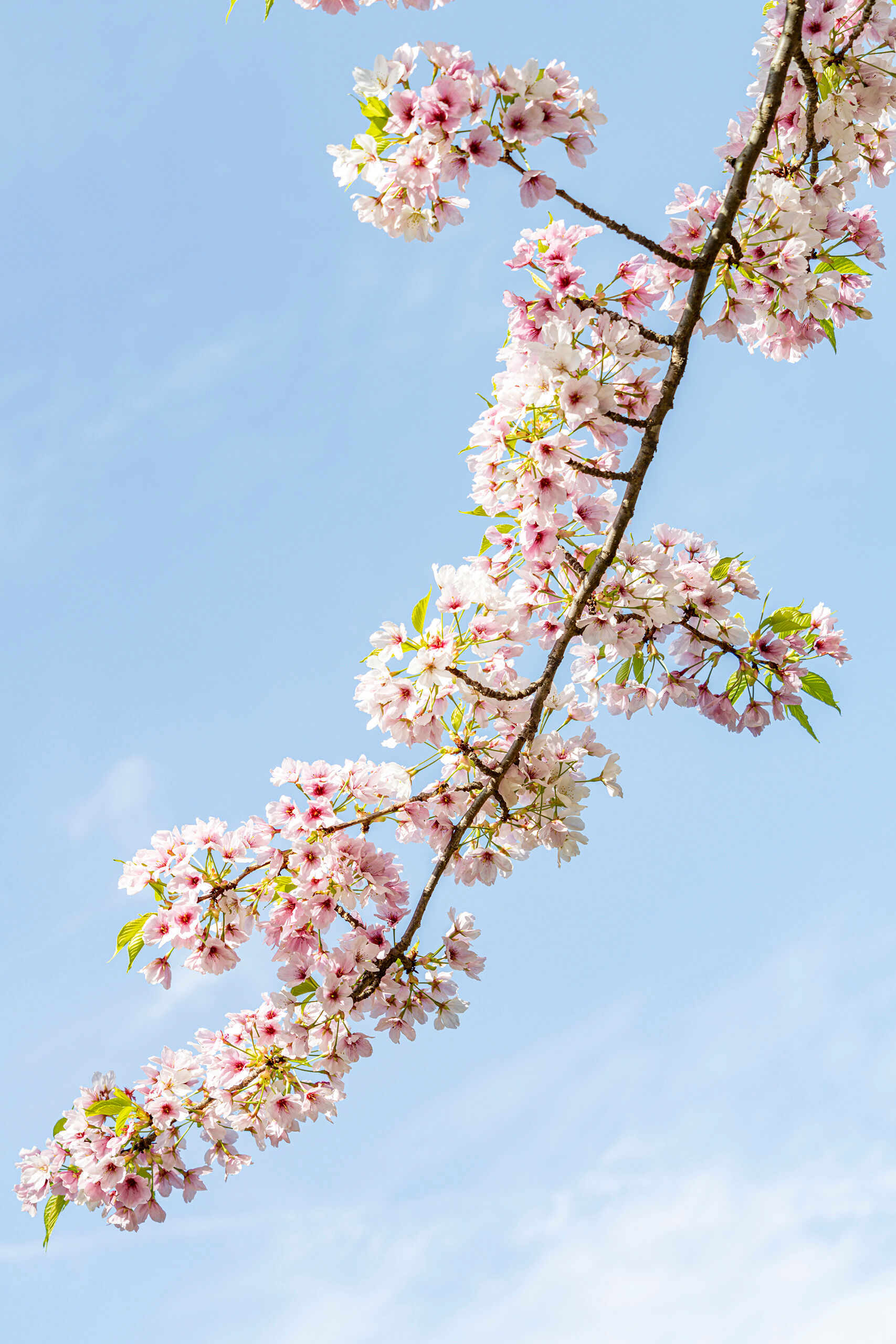 Beppu Blossoms Portrait I quasi-lived in the small(ish) town of Beppu, on Japan's southern island during the winter and spring of 2022-23. Cherry blossom...