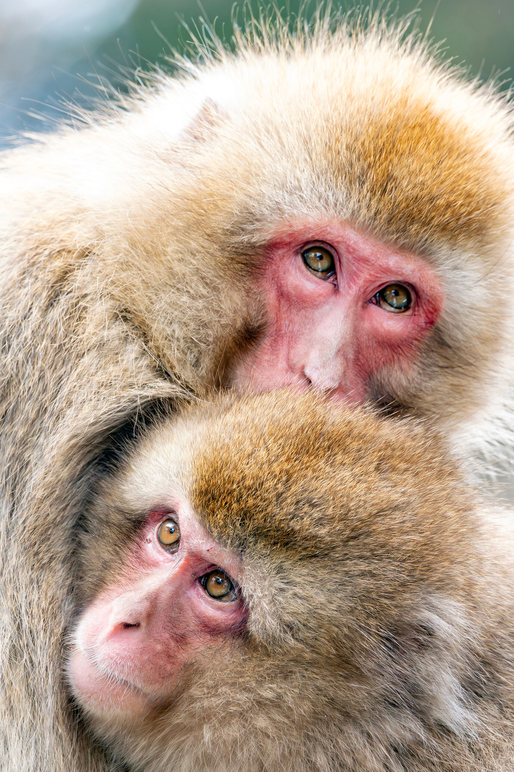 Two for One Although Japanese macaques live throughout the mountains of Japan, the most famous place to see and photograph them is at Jigokudani...