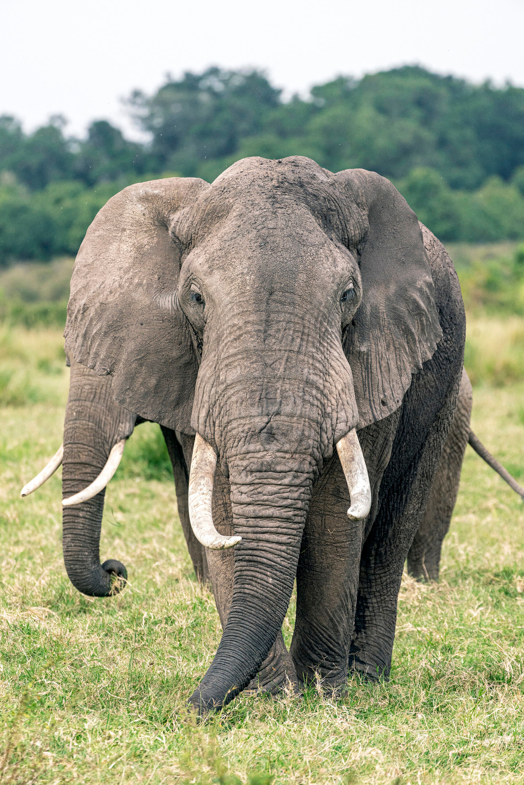 Big Boy Weighing up to 13,000 pounds, African Elephants are the largest living land animals on the planet. And this guy was one of the...