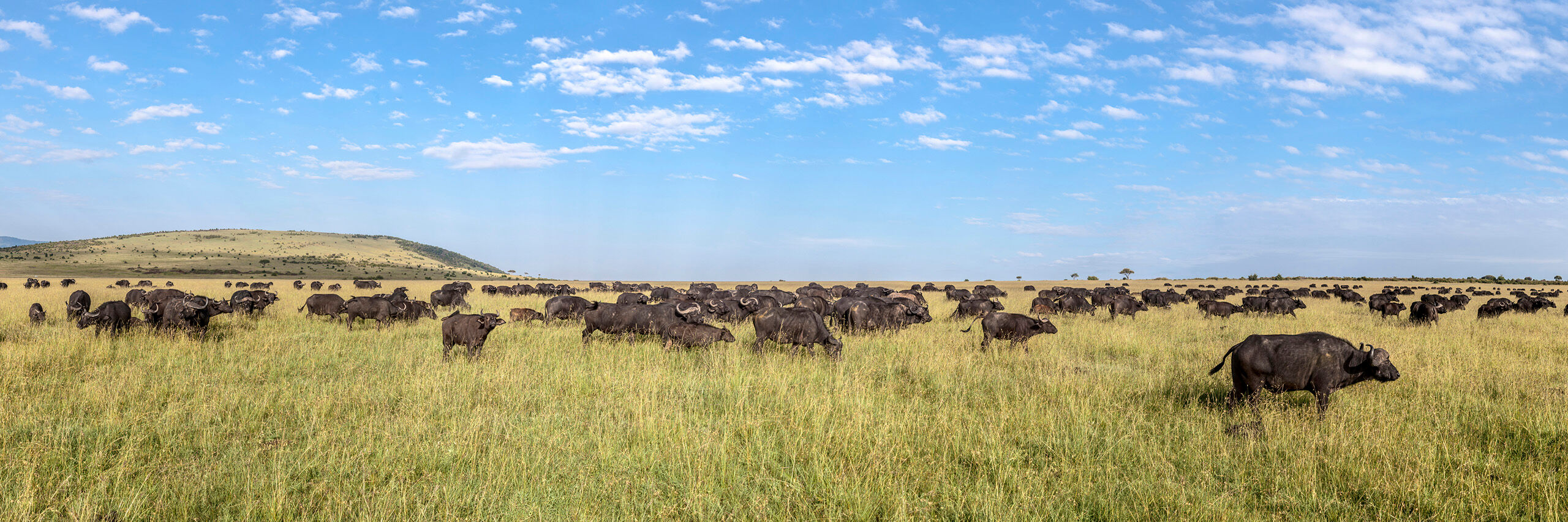 Cape Buffalo Herd I don't know if I wasn't there at the right time of year, but I only saw a few large herds of animals during my trip to Kenya...