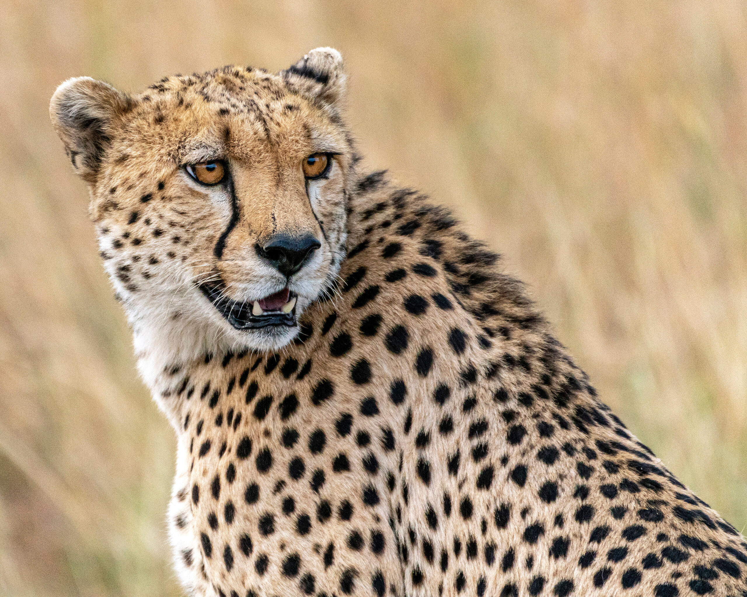 Cheetah Close Up On my second trip to Kenya, I hoped to photograph some cheetahs, since I didn't get any good cheetah shots on my first photographic...