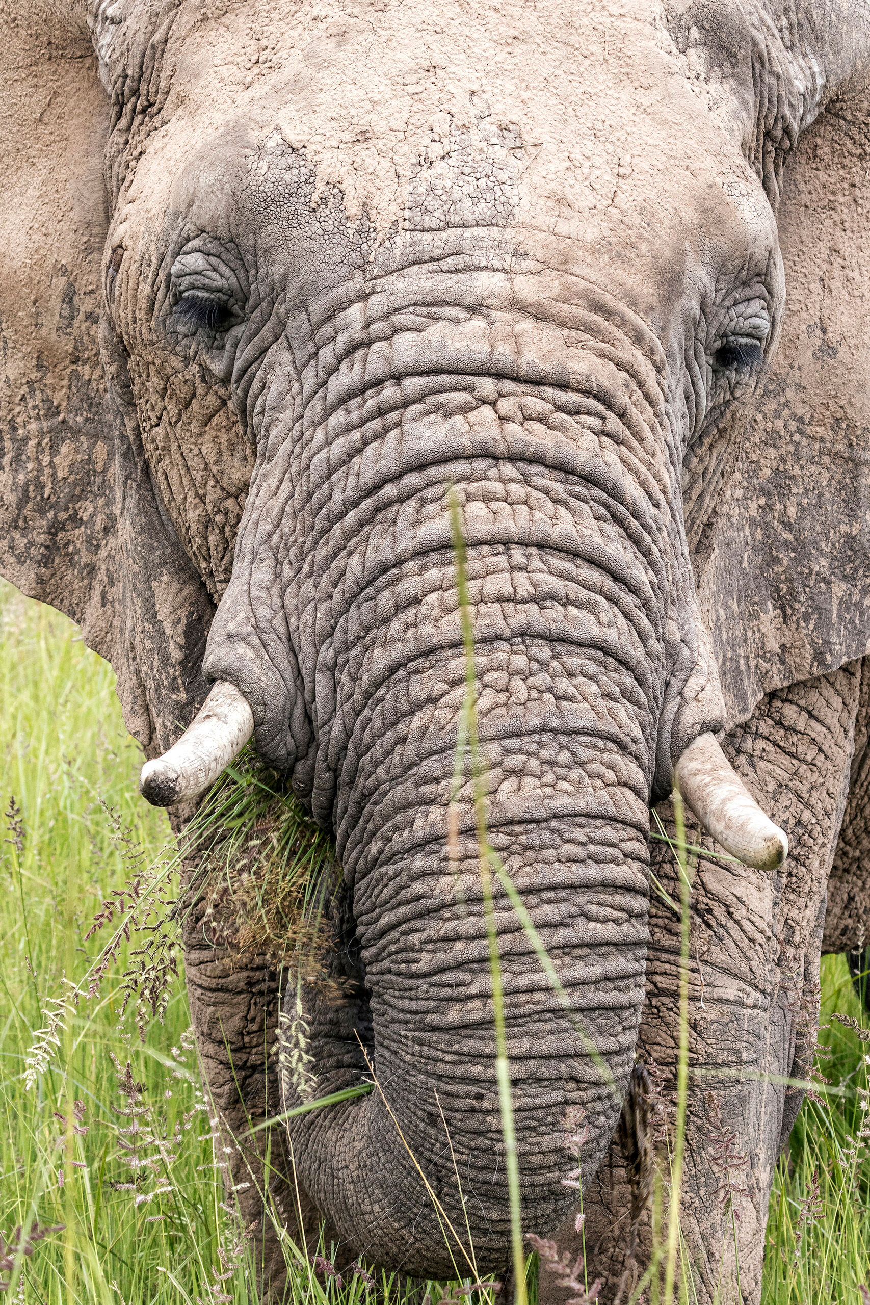 Elephant Close-up I saw a ton of elephants on my summer, 2015 safari in Kenya's Masai Mara National Reserve, but it was usually from a distance...
