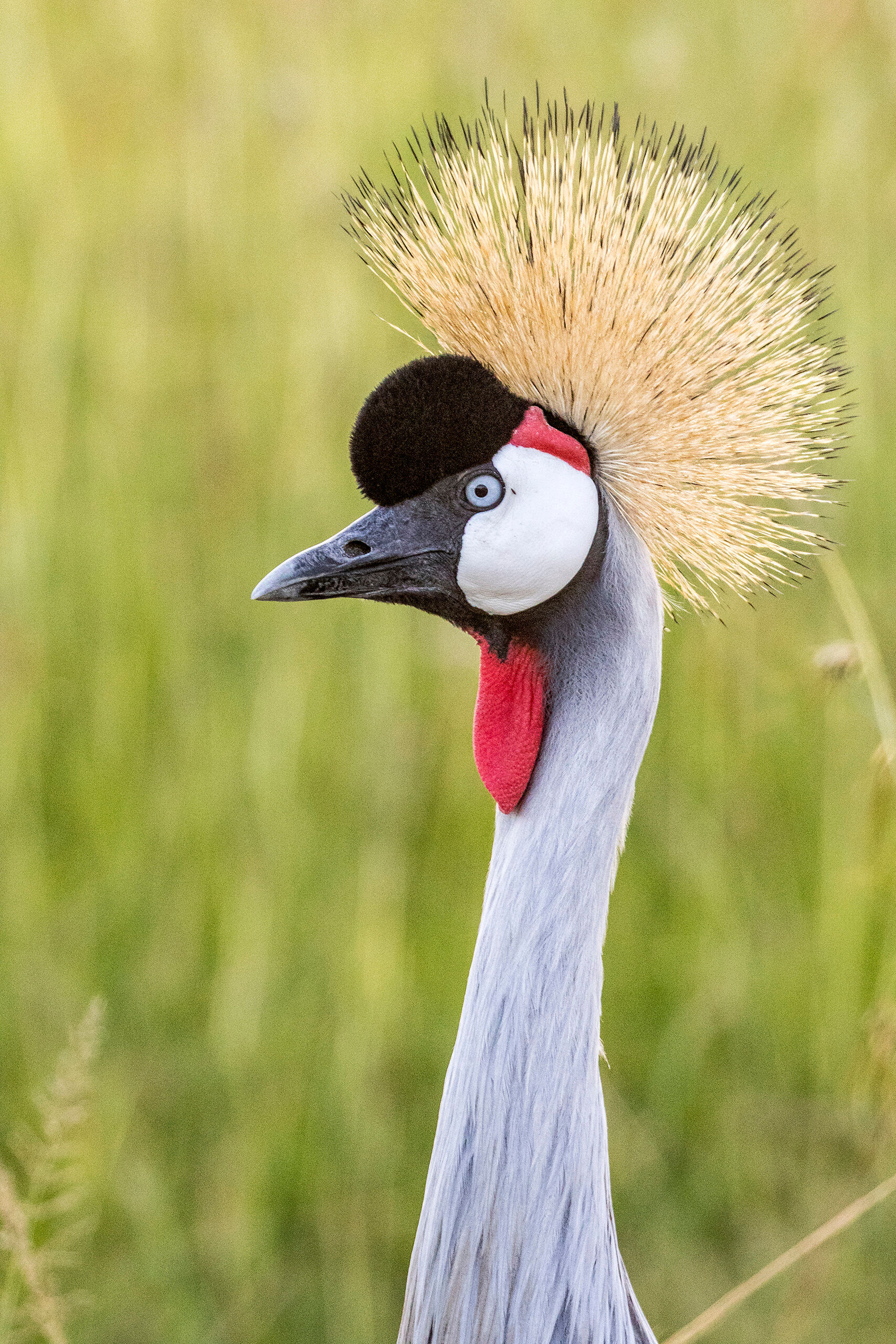 Grey Crowned Crane Nature is weird. But sometimes that weirdness gives beautiful results, like this undeniably-odd grey-crowned crane.