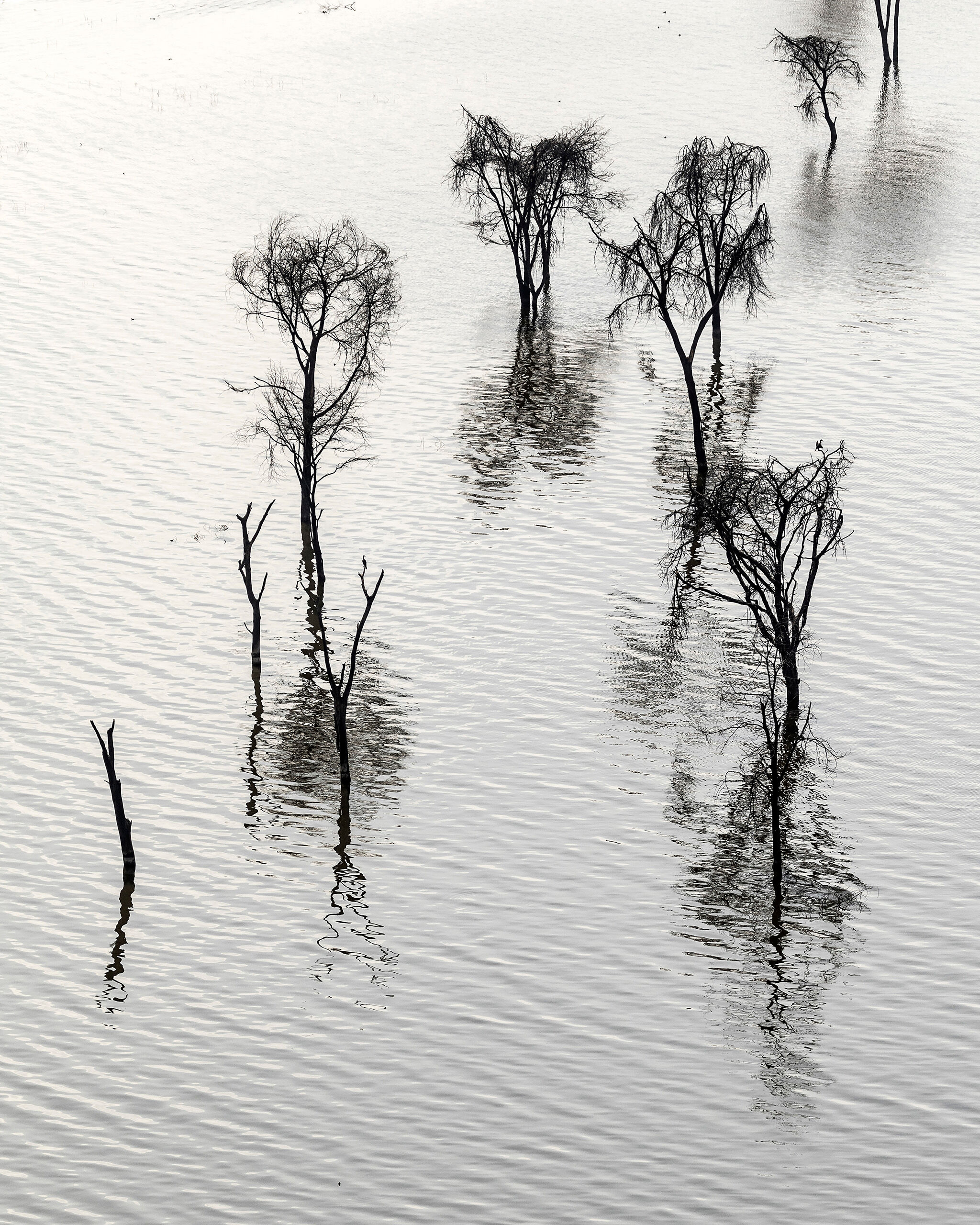 Lake Nakuru I'm not big on abstract photography, but when I saw this totally abstract scene, I knew I had to give it a try. Lake Nakuru &...