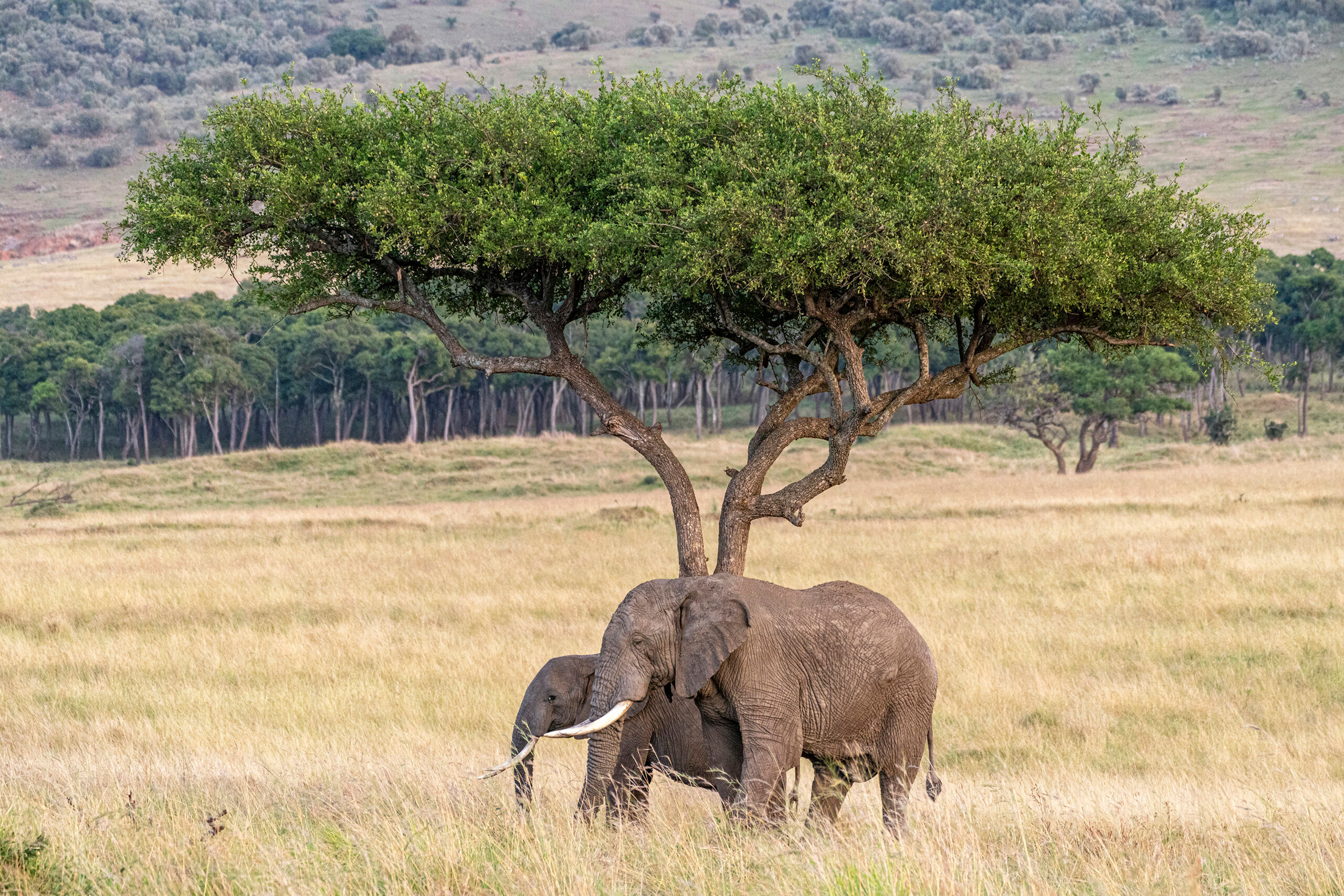Let's Stay Here Elephants are great. I saw these two wandering around on their own shortly after sunrise. Usually, elephants are herd animals...