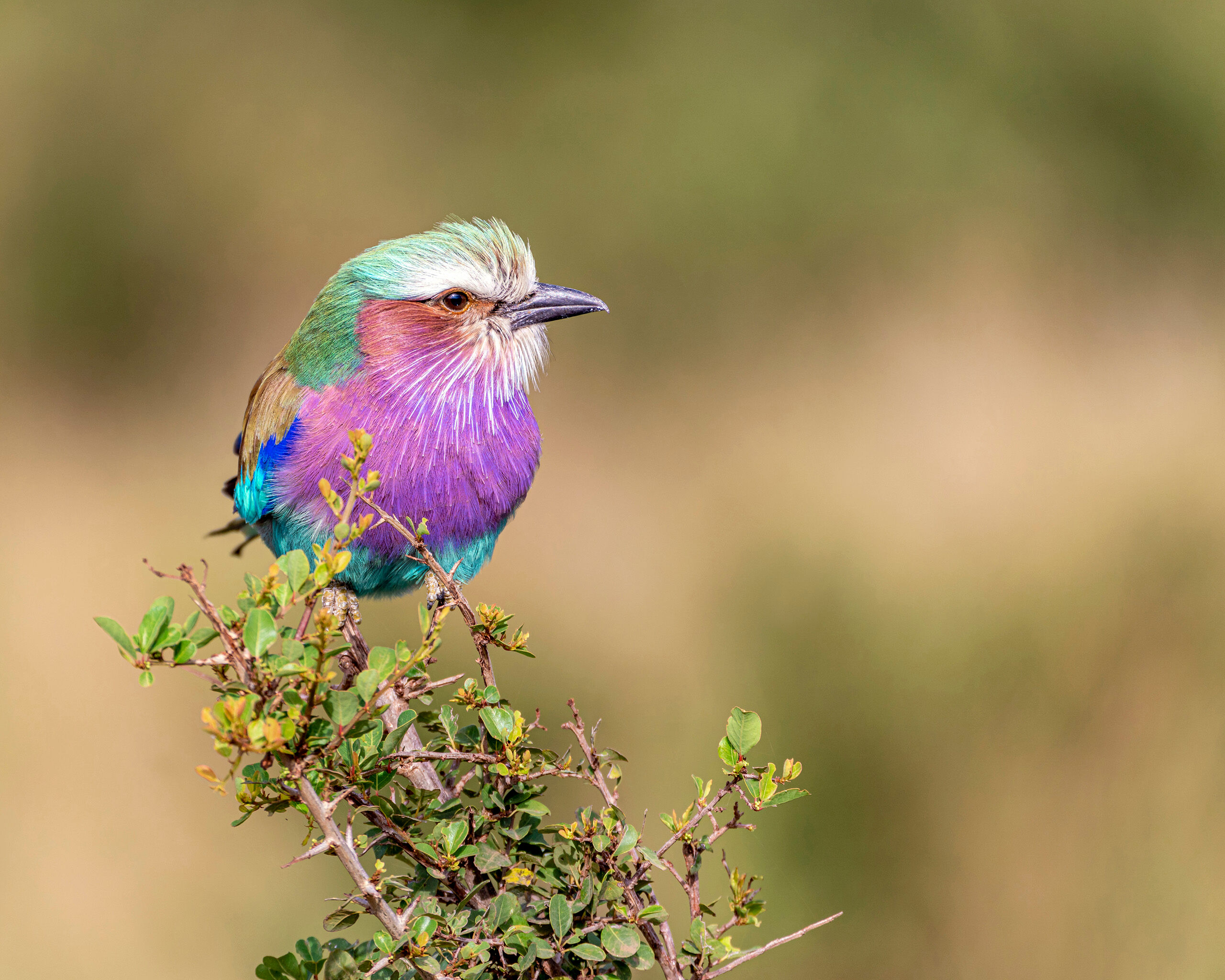 Lilac Breasted Roller Unofficially the national bird of Kenya, the lilac-breasted roller is, in my opinion, one of the prettiest birds around. Their...
