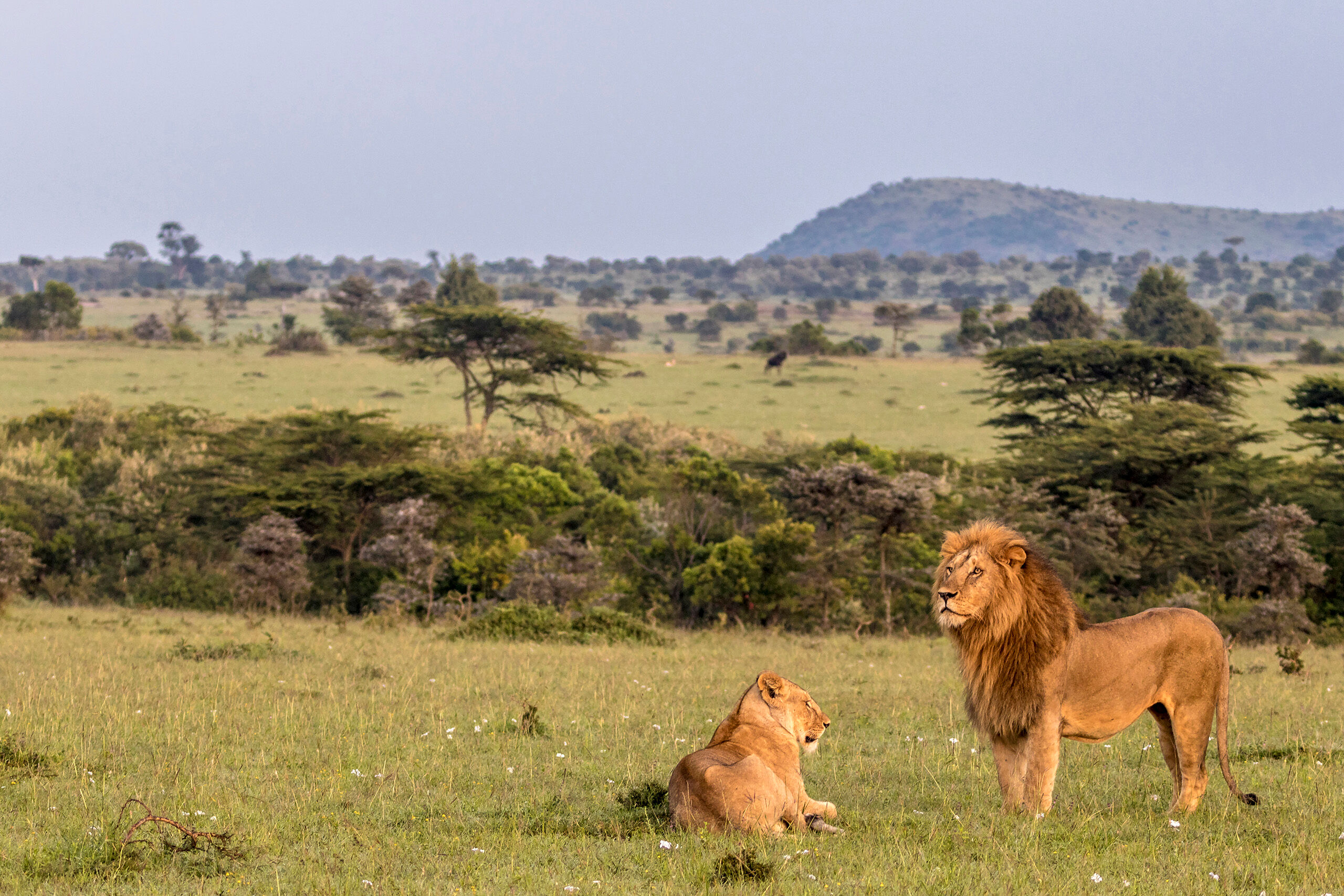 Lions at Dawn Wildlife seems to follow generally predictable patterns around the world. Animals are most active in the early morning and evening...