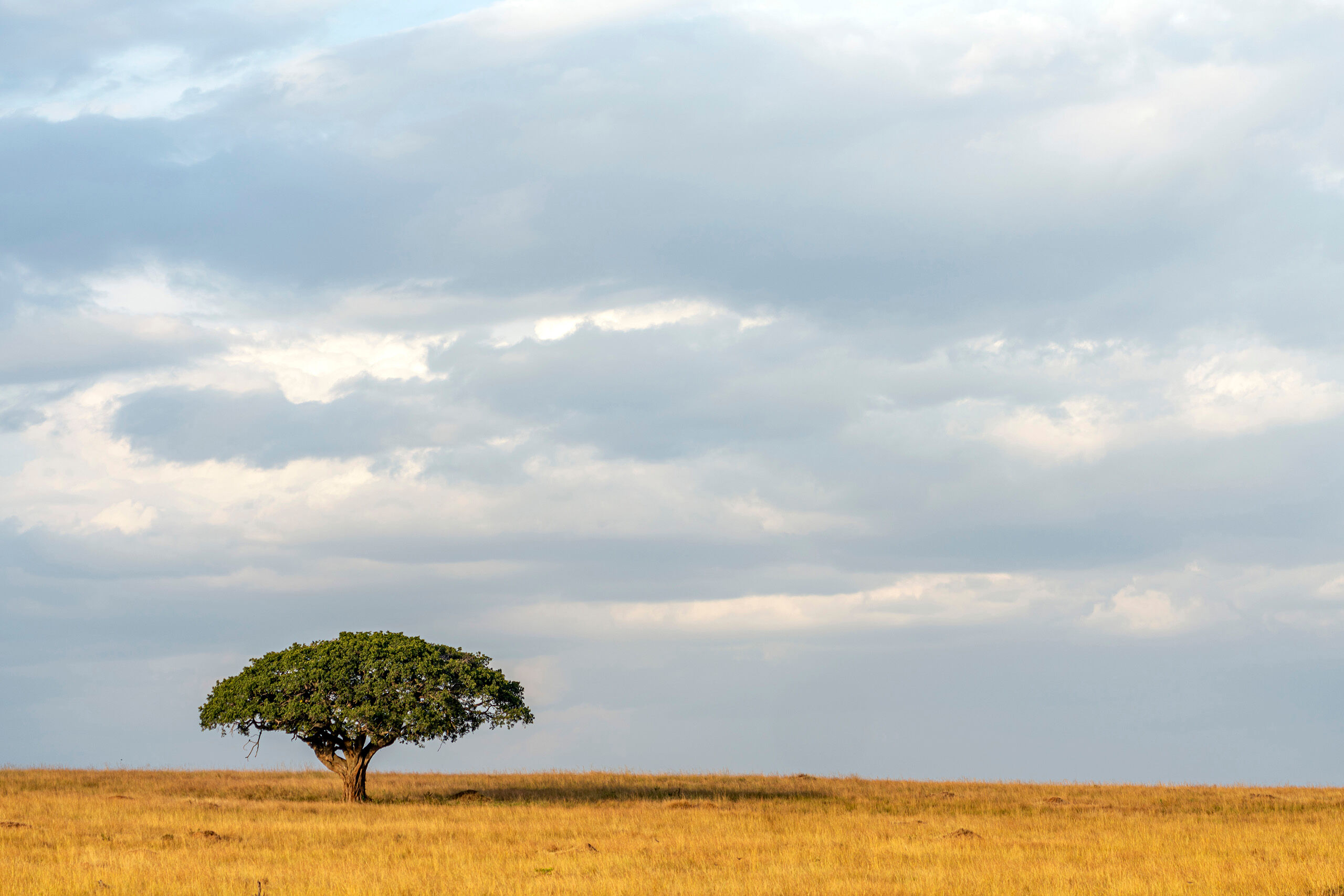 Masai Mara Africa, Kenya, Masai Mara, safari, nature, travel, Serengeti, savanna, landscape, tree, field, yellow, green, sky, sunset, sunrise, trees