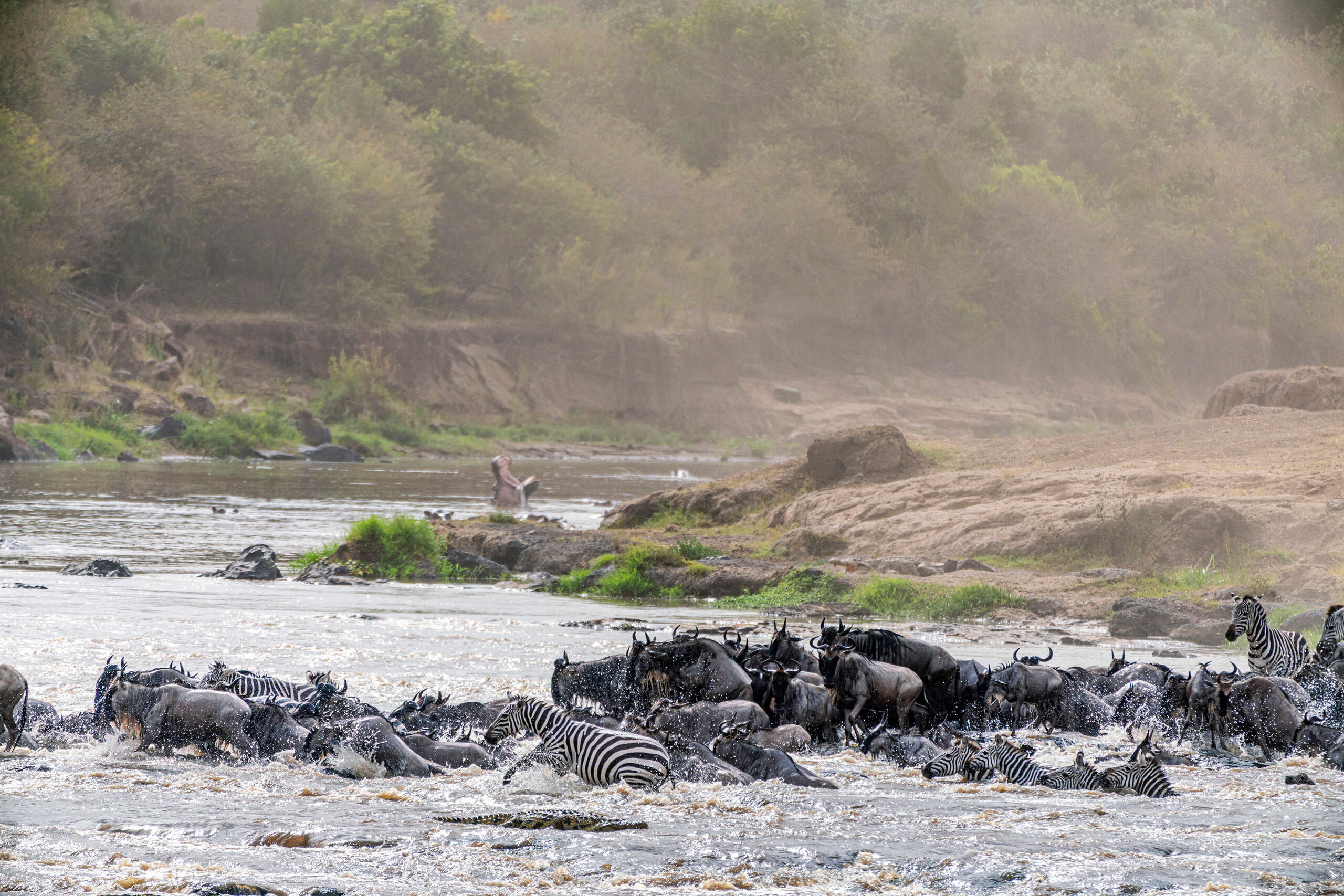 Migration 1 “The Great Migration” refers to the months-long journey of millions of zebras and wildebeest (and other antelope...