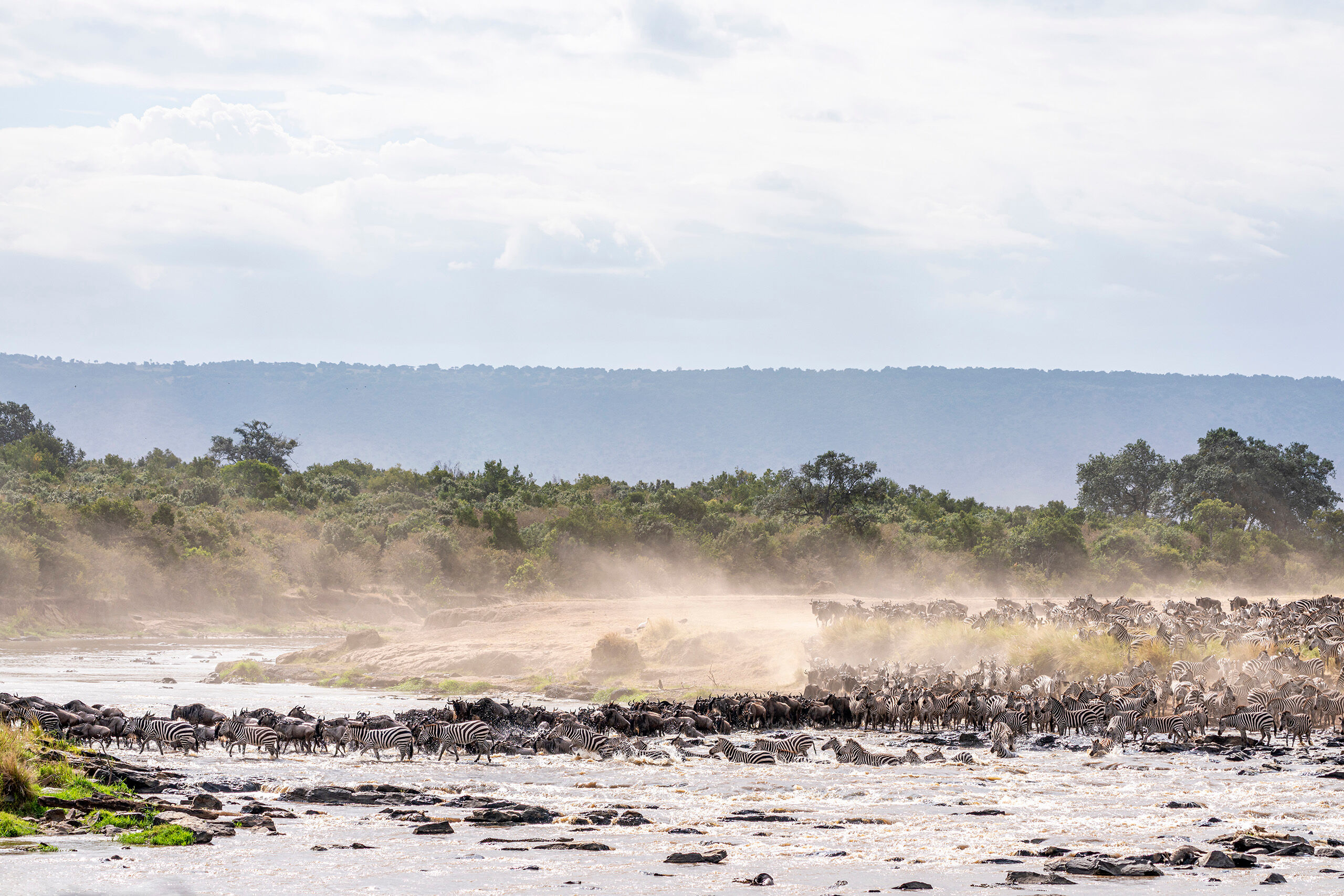 Migration 2 “The Great Migration” refers to the months-long journey of millions of zebras and wildebeest (and other antelope...