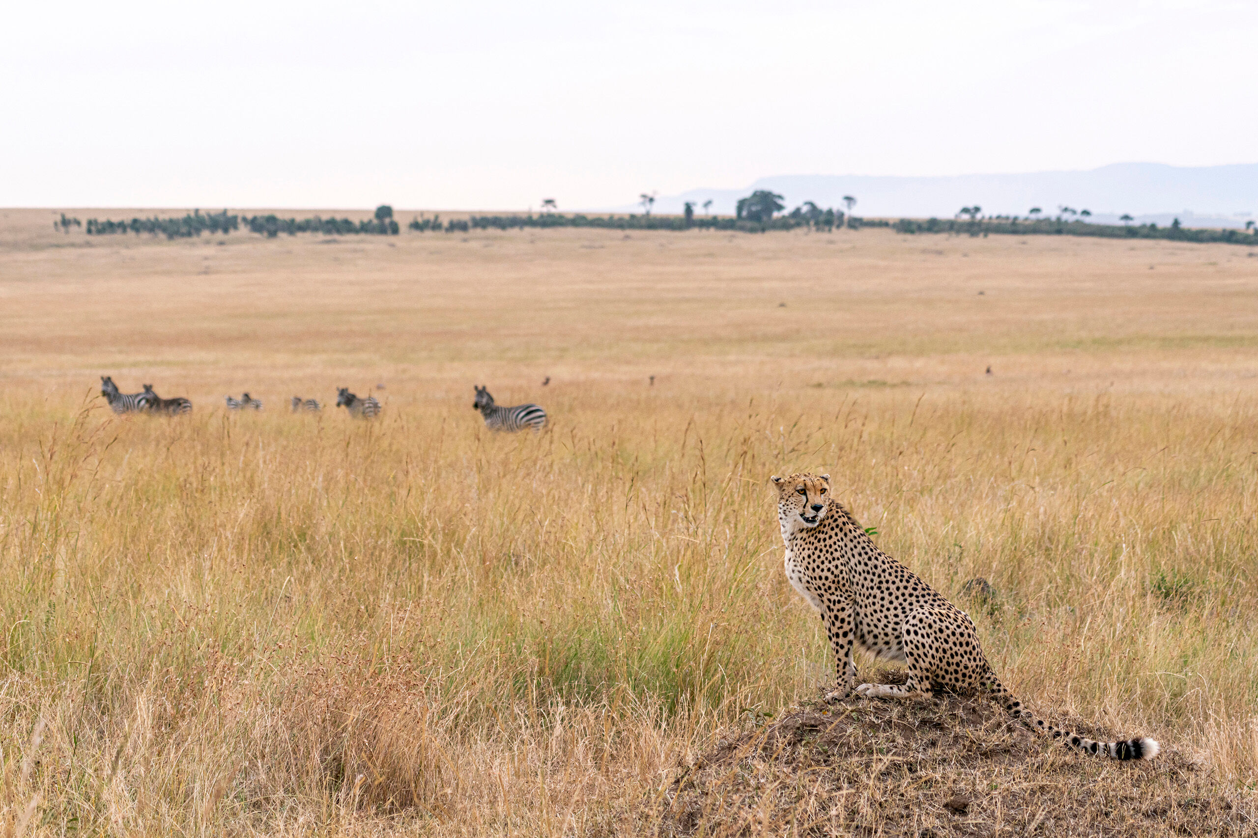 My Neighborhood On my second trip to Kenya, I hoped to photograph some cheetahs, since I didn't get any good cheetah shots on my first photographic...