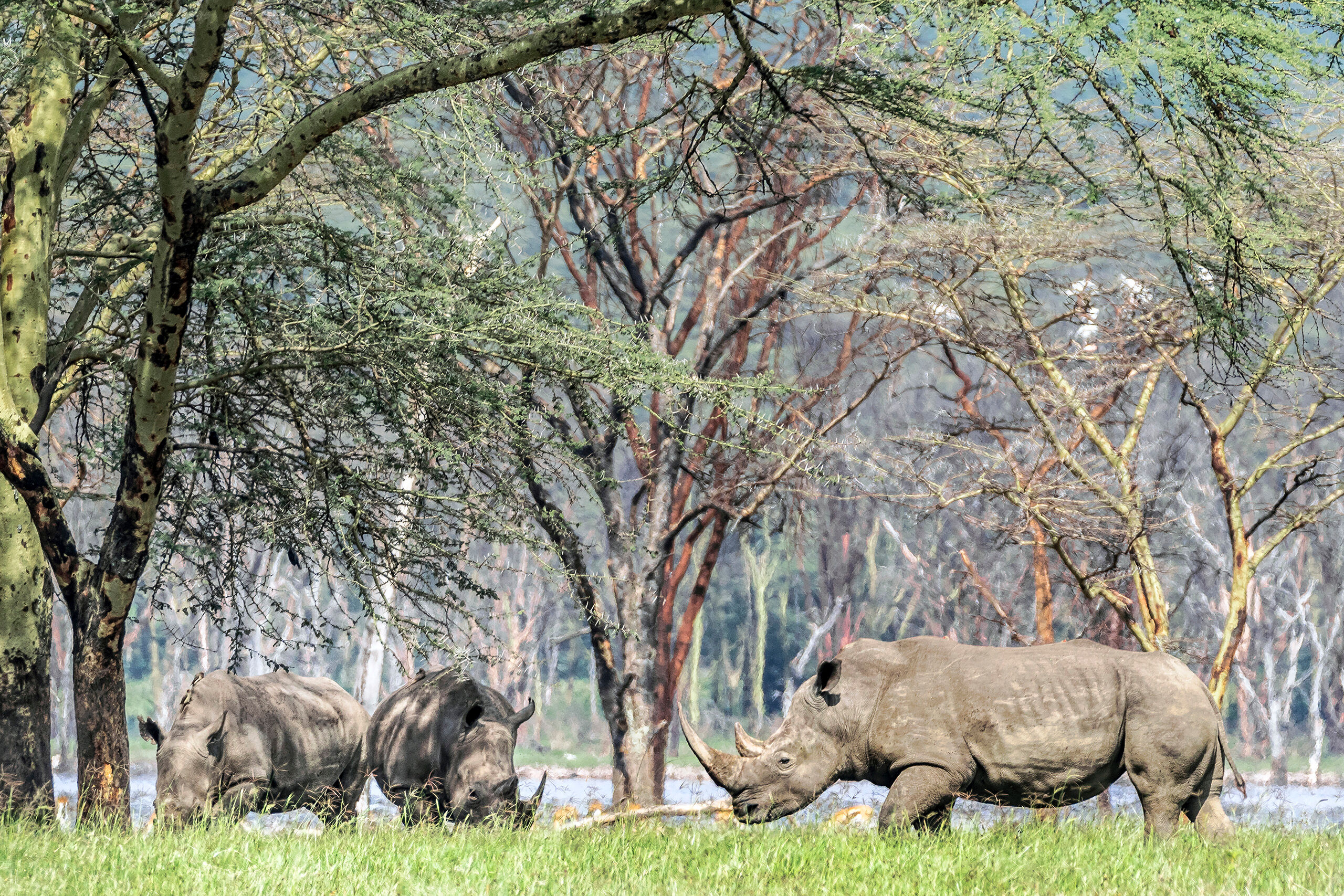Rhinos at Lake Nakuru One wouldn't think that rhinos would be a particularly difficult animal to spot in a savanna where most of the grass is only...