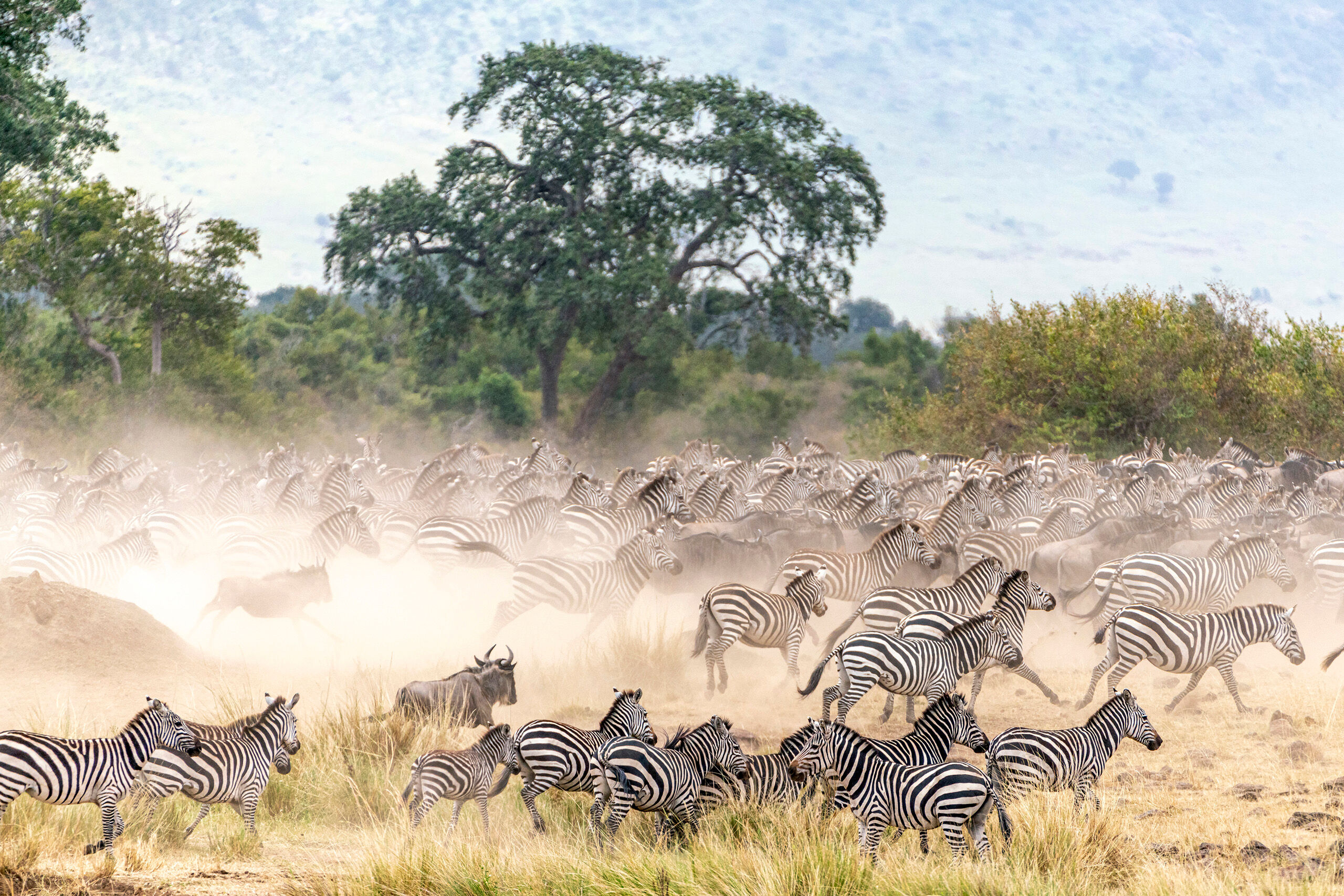 Run! “The Great Migration” refers to the months-long journey of millions of zebras and wildebeest (and other antelope...