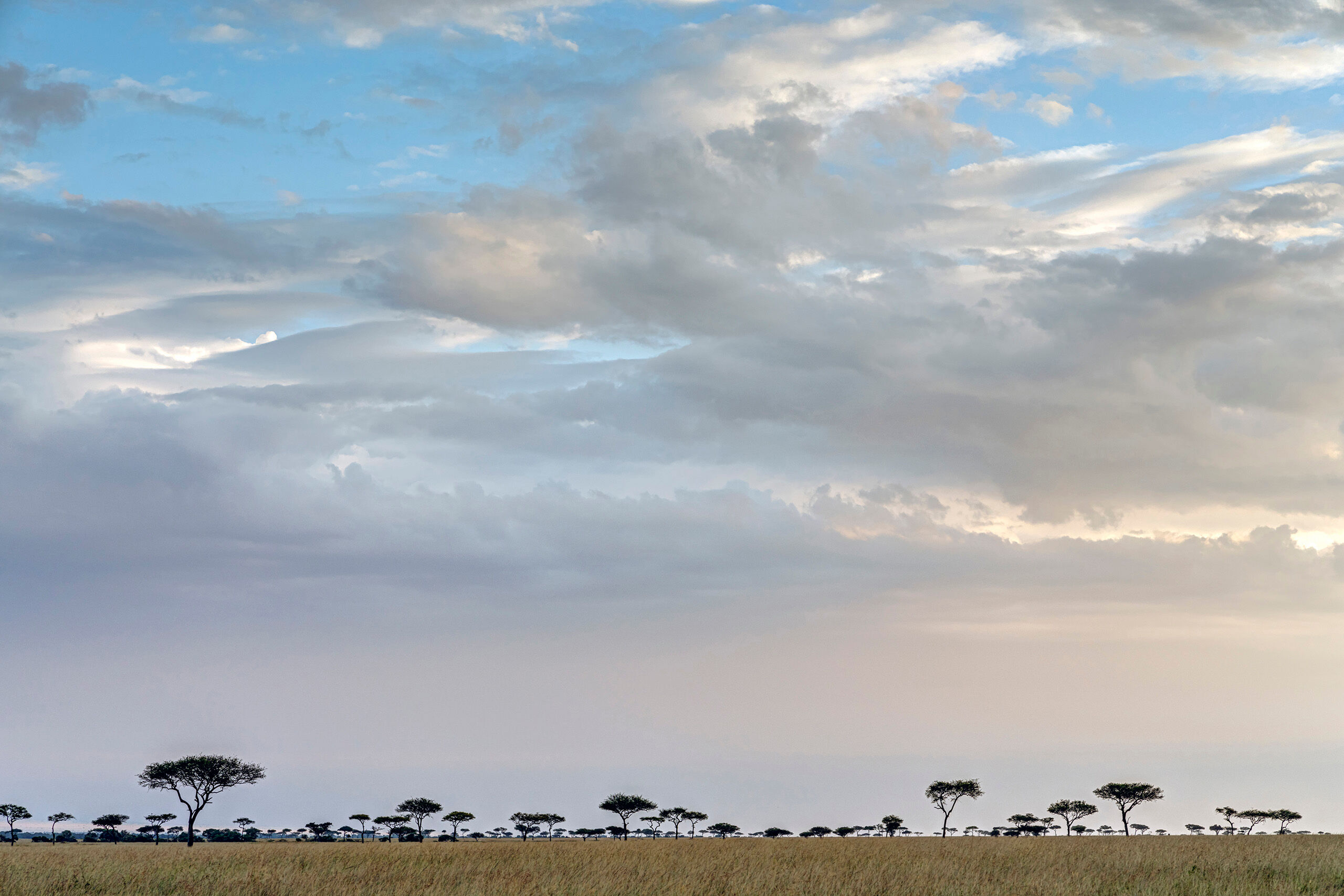 Savanna Sunset When I think of visiting the African savanna, a view like this is more-or-less what springs to mind. I can't even guess how many...