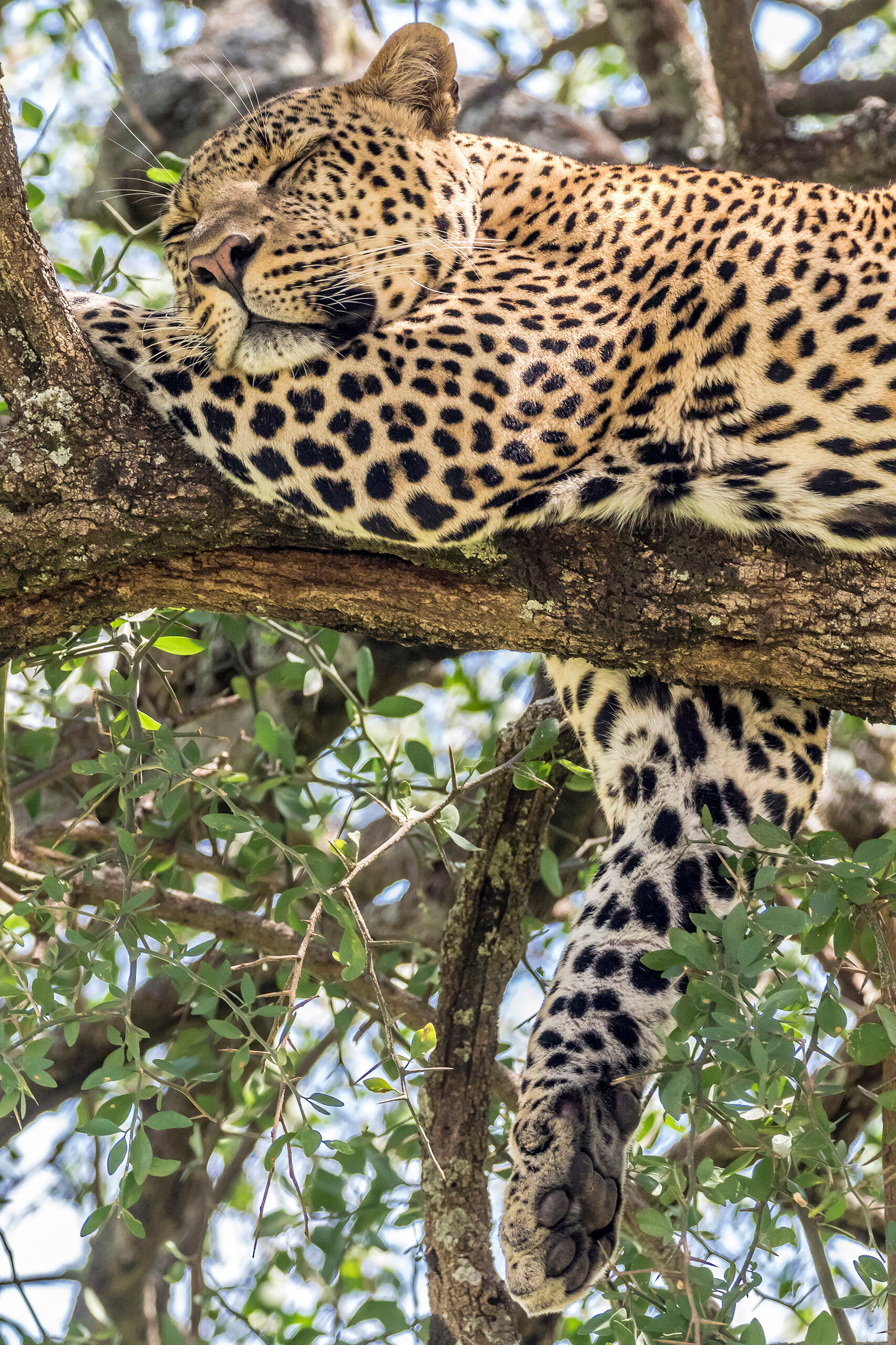 Sleepy Leopard Of Kenya's “Big Five” (lion, elephant, rhinoceros, leopard, and cape buffalo), the leopard is generally the hardest...