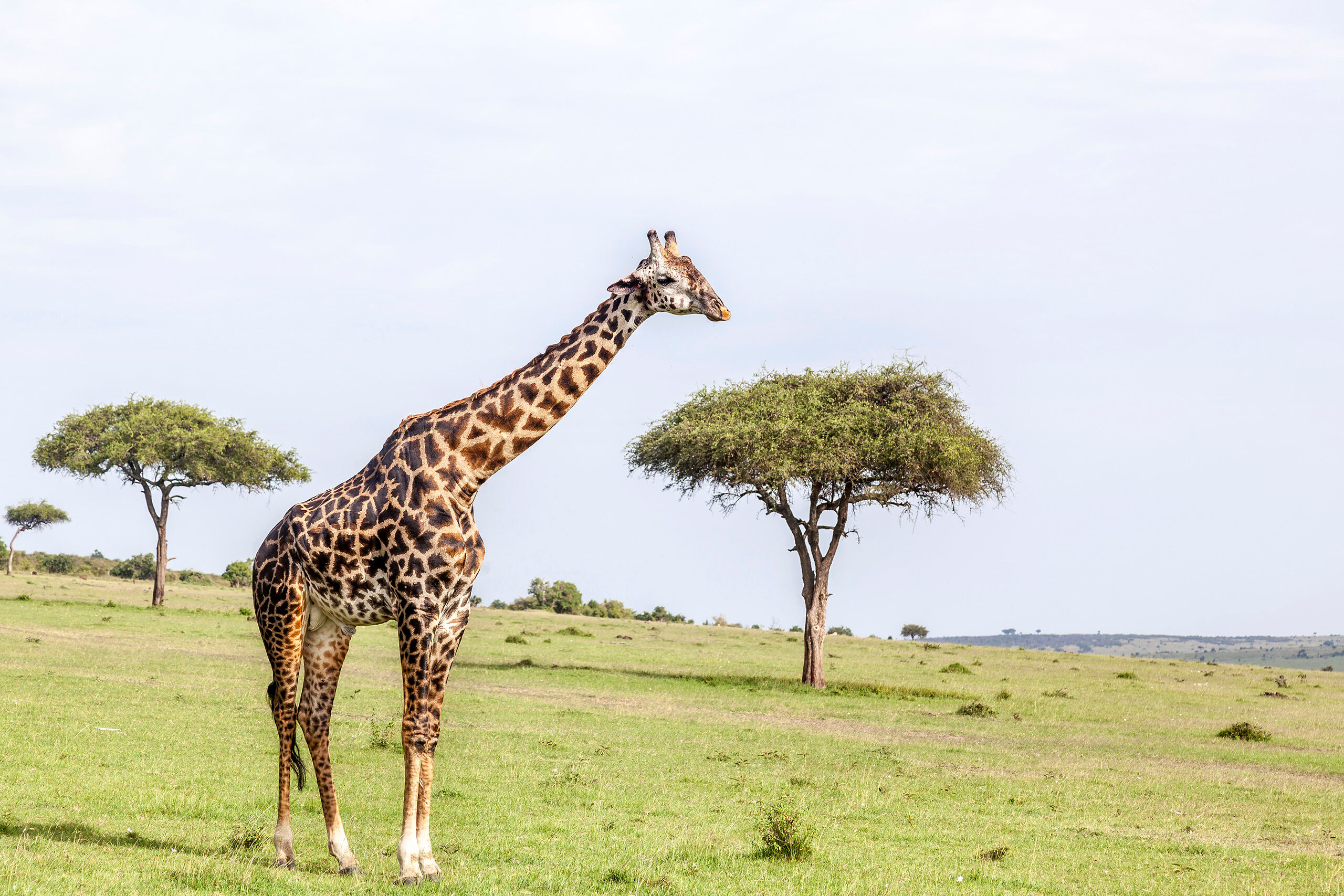Solitary Giraffe Giraffes frequently travel together, so it can be hard to get a photo of a single giraffe. I was able to do just that, however...