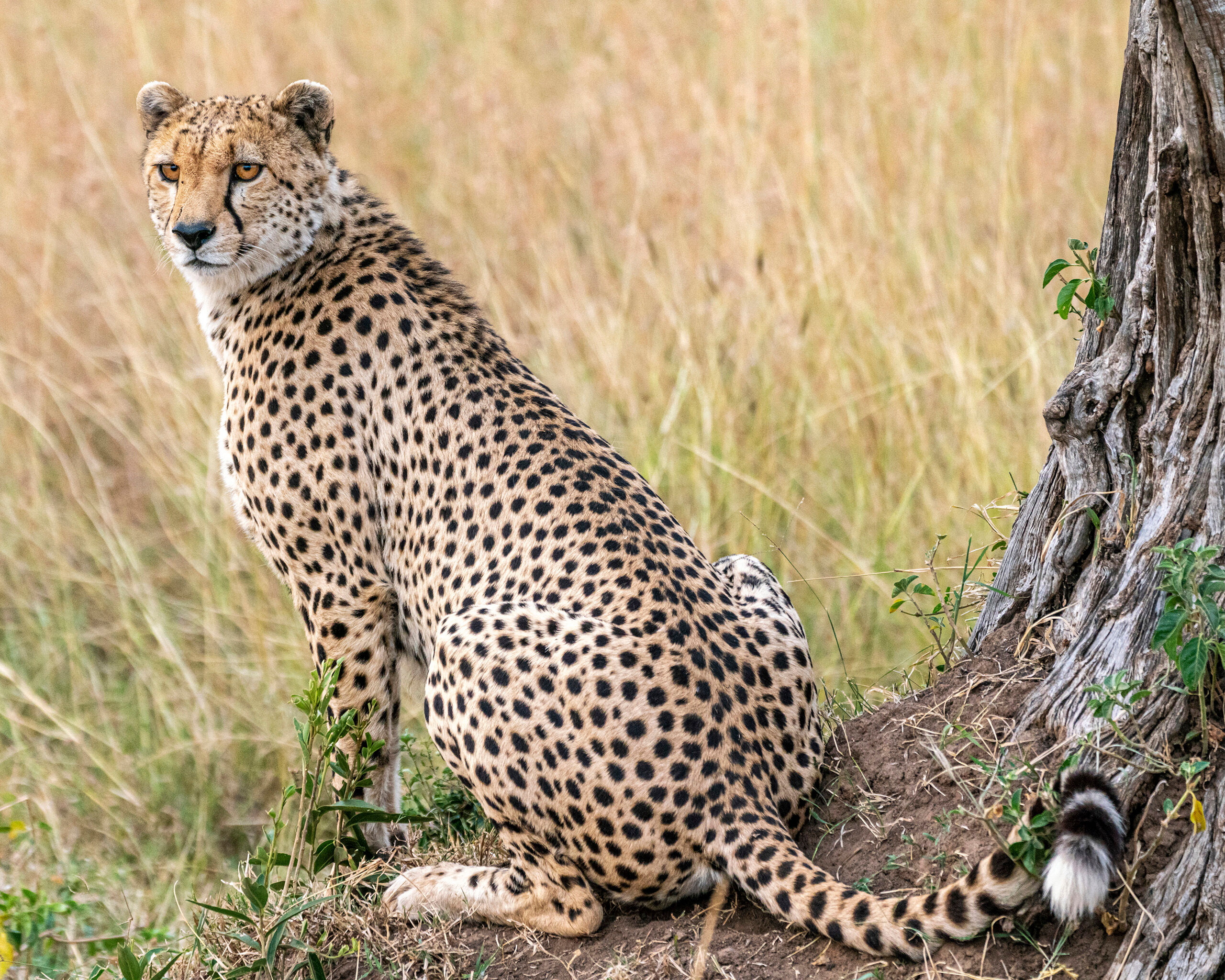 Speedy On my second trip to Kenya, I hoped to photograph some cheetahs, since I didn't get any good cheetah shots on my first photographic...