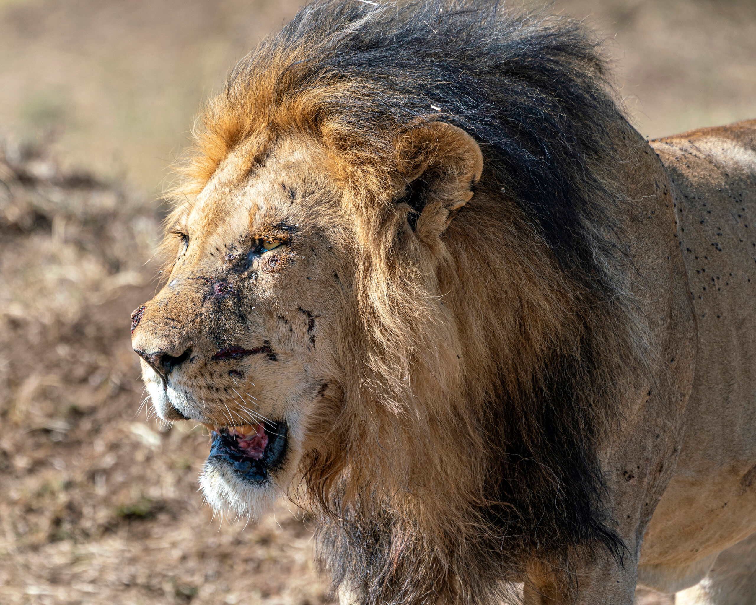 The Warrior Lions are probably the most popular subject for African wildlife photography. They're majestic. When they're young, they tend...