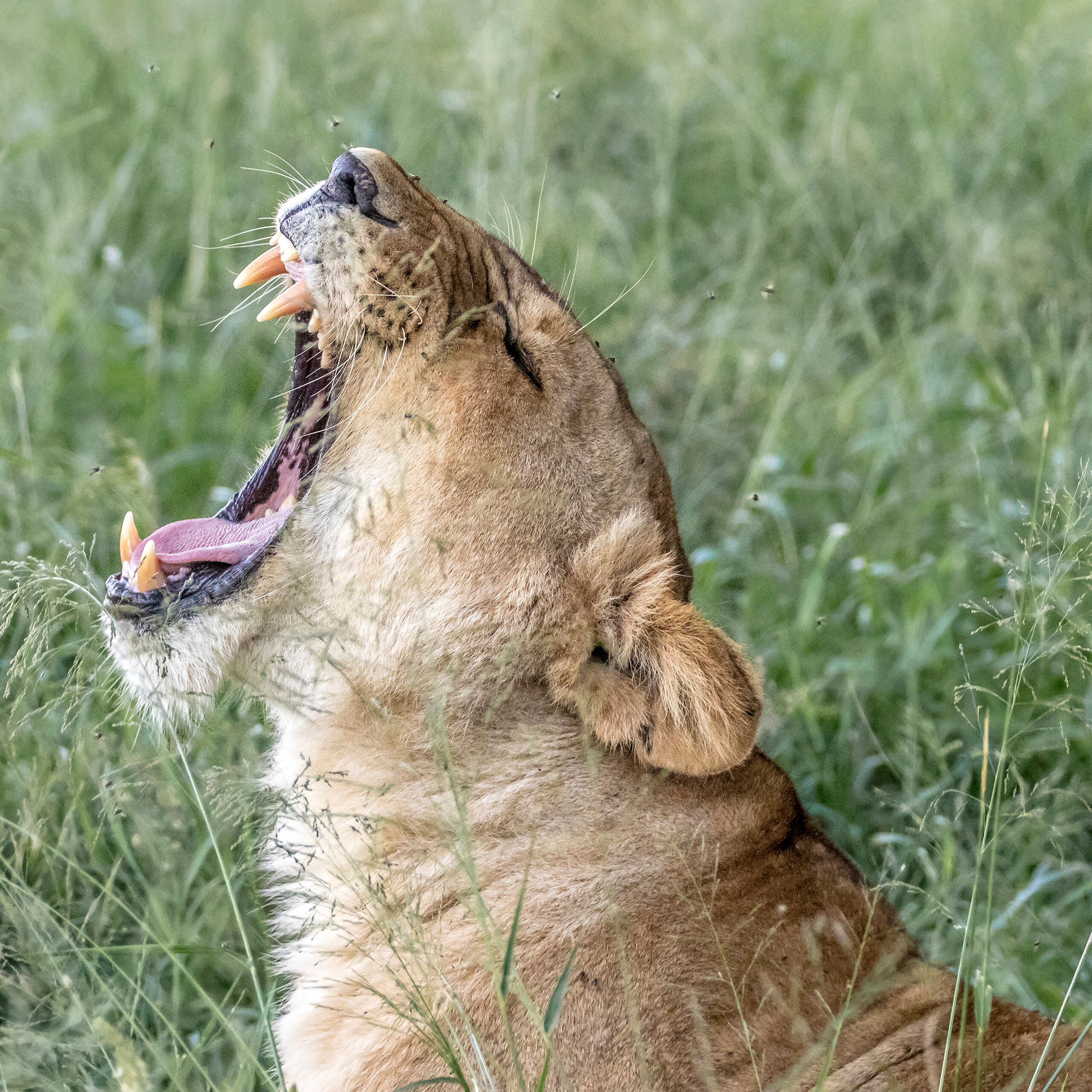 Yawning Lioness I came across two sleeping lionesses in Masai Mara National Reserve, and I was able to convince my driver to stick around for...