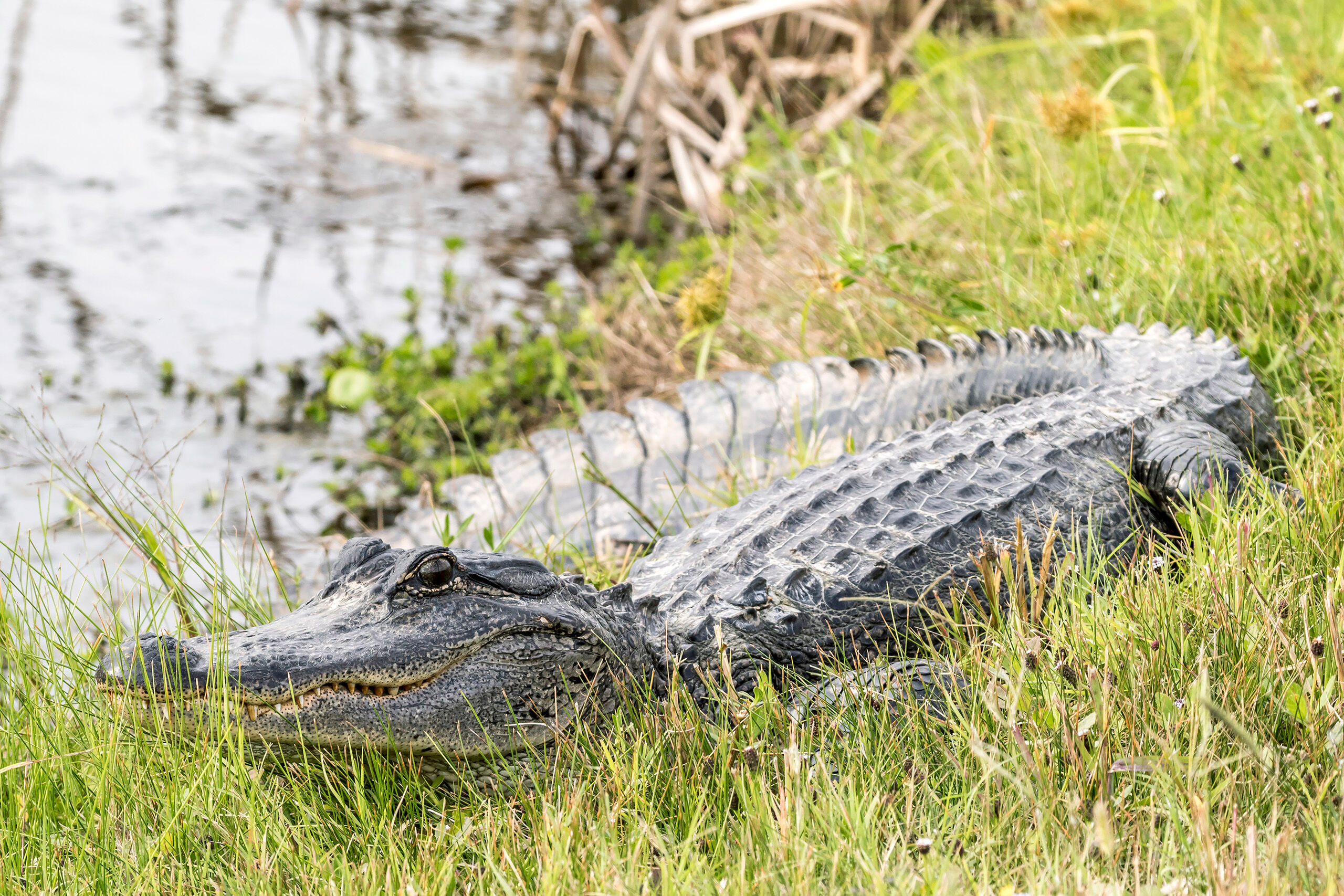 Smiling Gator Southern Louisiana's Creole Nature Trail, which extends south of Lake Charles into swamp and wetlands, is an amazing place to...